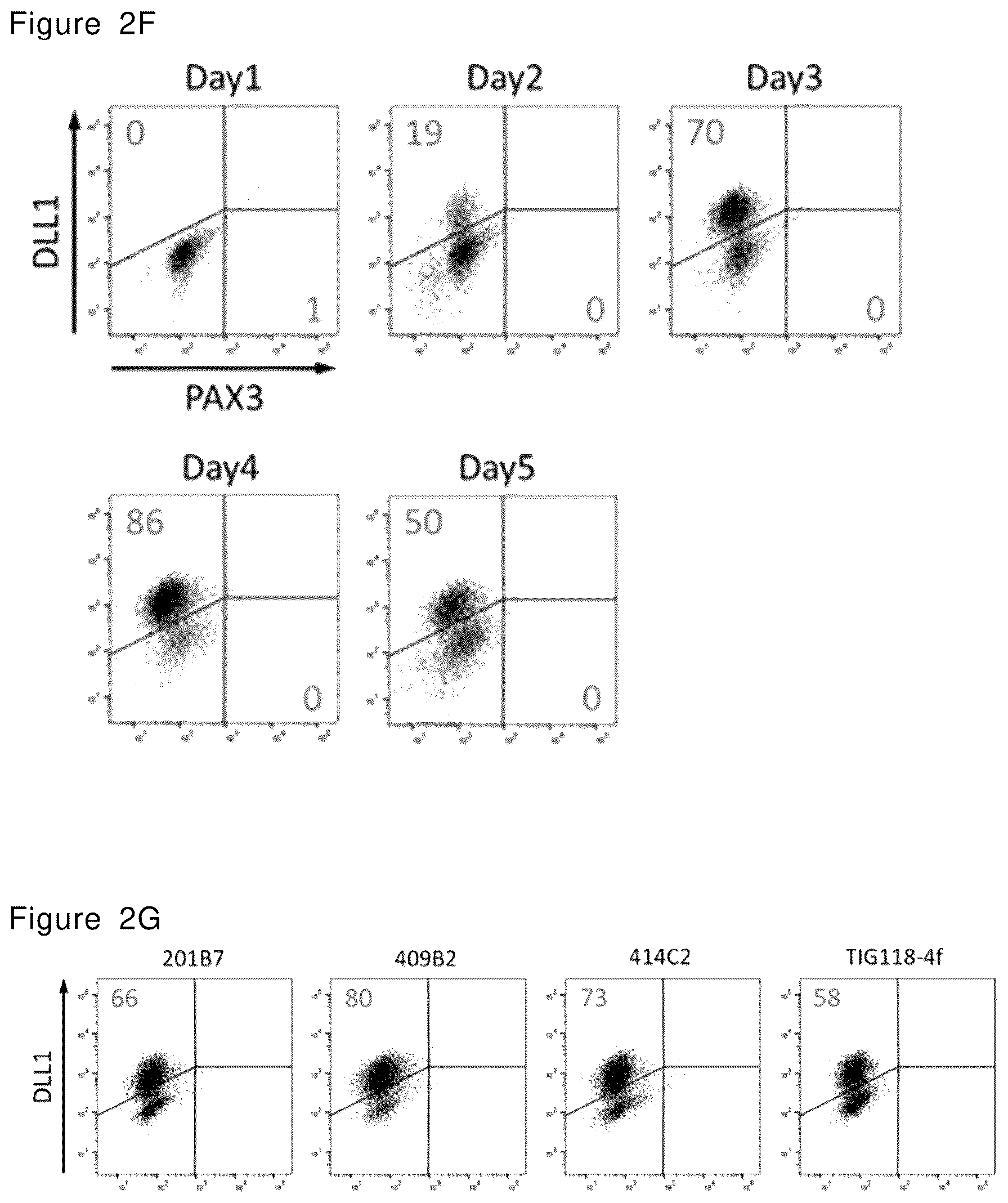 Patent US12492378 Figure 4 – Stepwise method of producing various types of cells from pluripotent stem cells