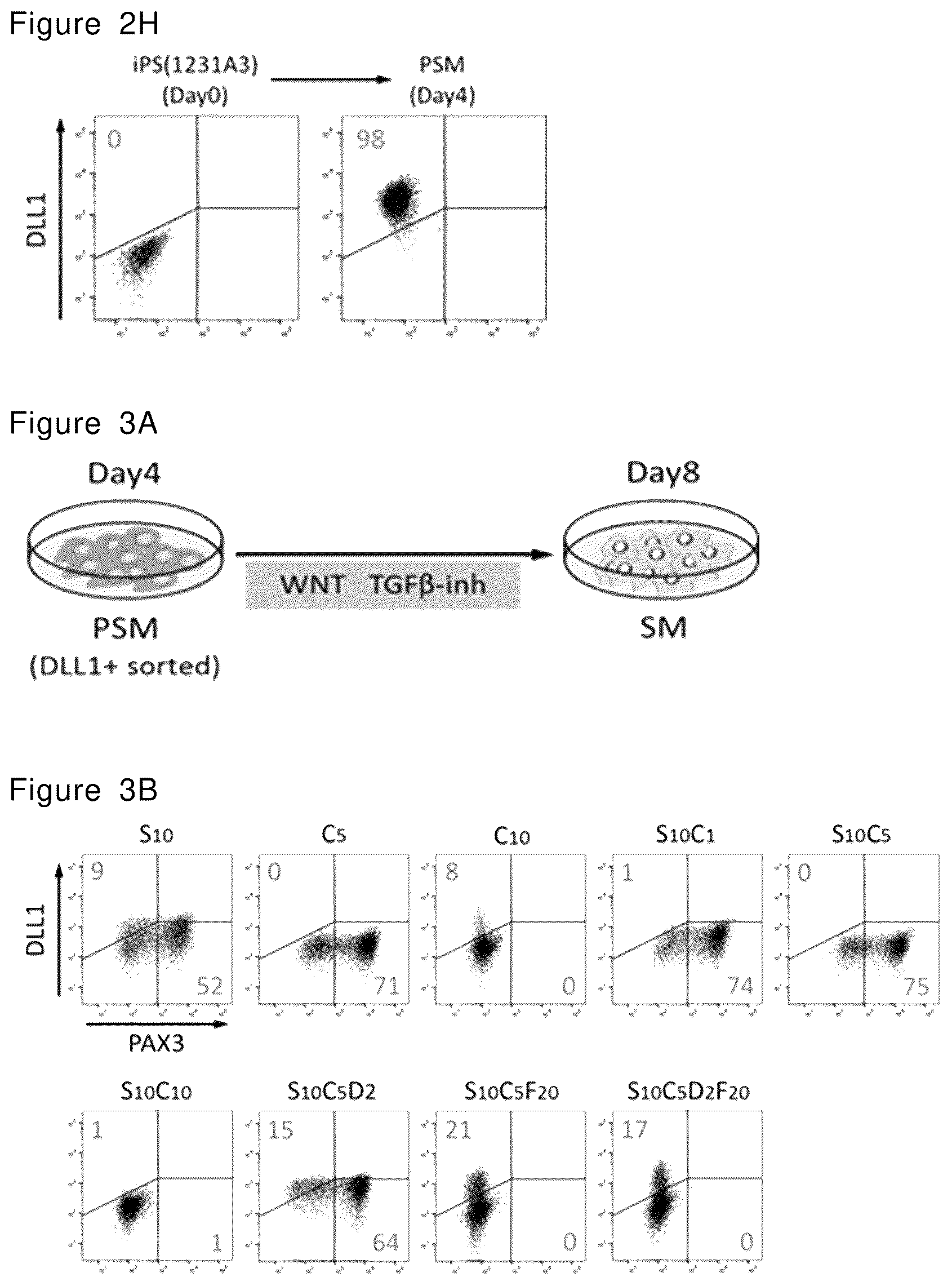 Patent US12492378 Figure 5 – Stepwise method of producing various types of cells from pluripotent stem cells