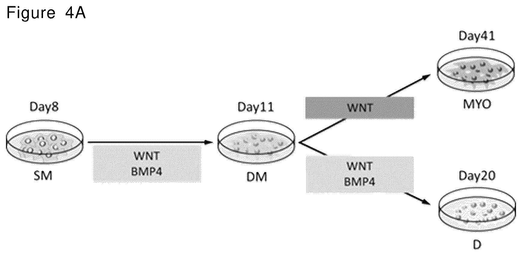 Patent US12492378 Figure 7 – Stepwise method of producing various types of cells from pluripotent stem cells