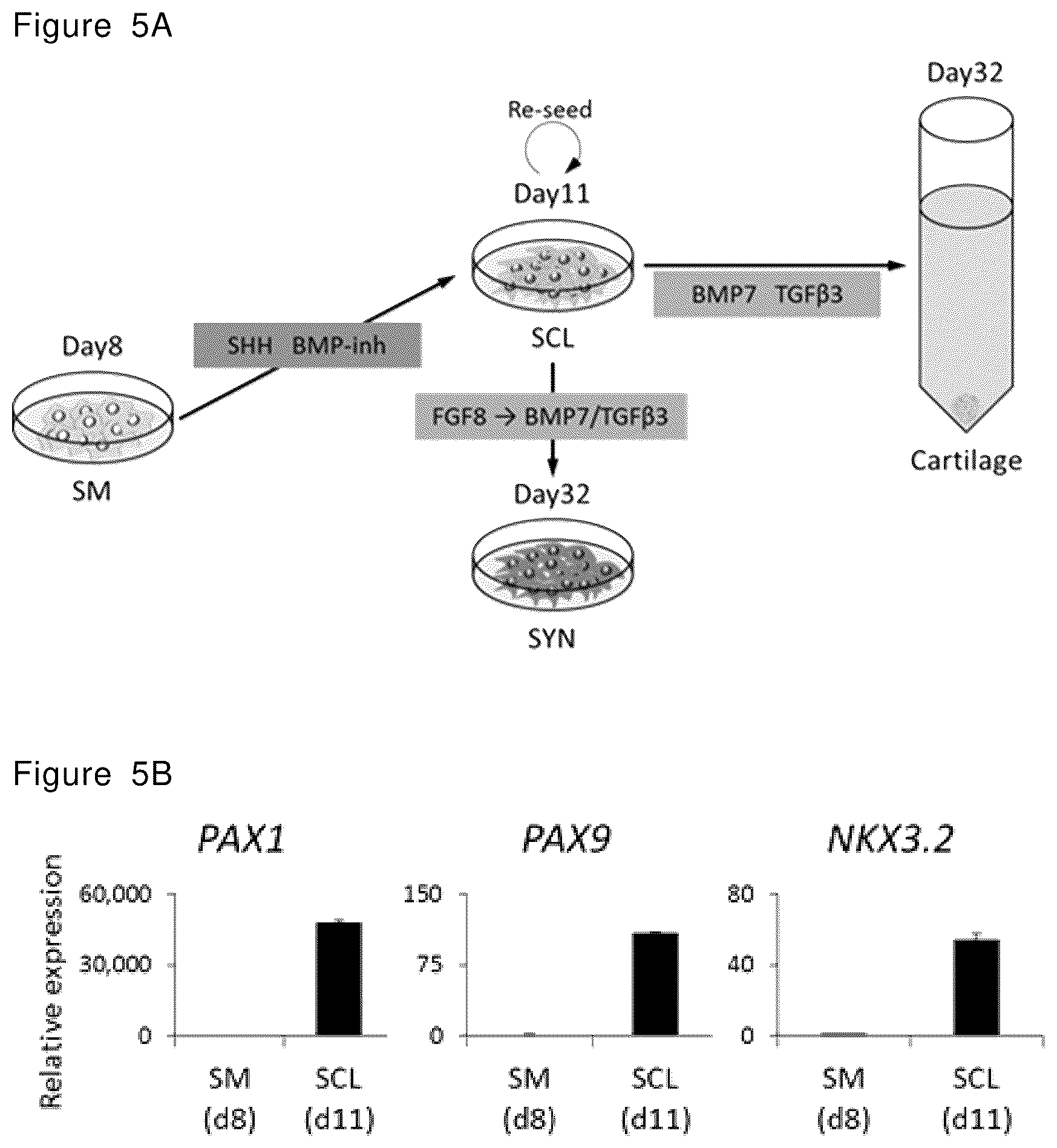 Patent US12492378 Figure 12 – Stepwise method of producing various types of cells from pluripotent stem cells