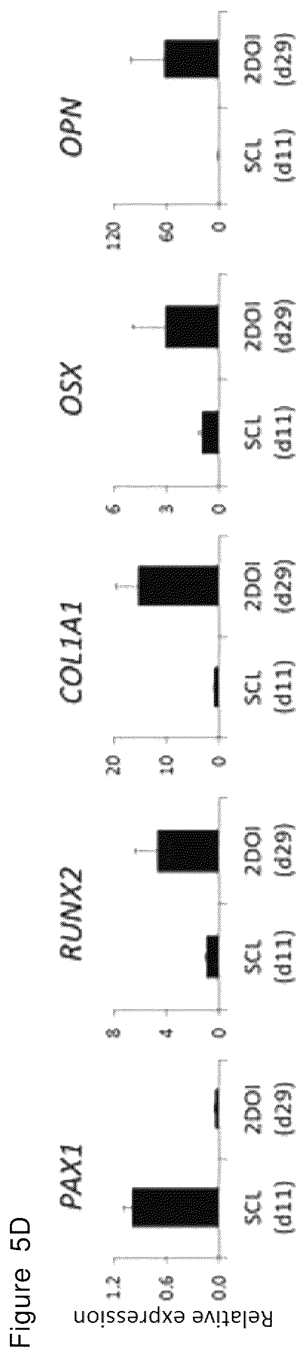 Patent US12492378 Figure 14 – Stepwise method of producing various types of cells from pluripotent stem cells