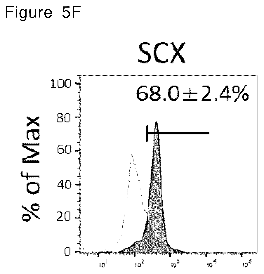Patent US12492378 Figure 16 – Stepwise method of producing various types of cells from pluripotent stem cells
