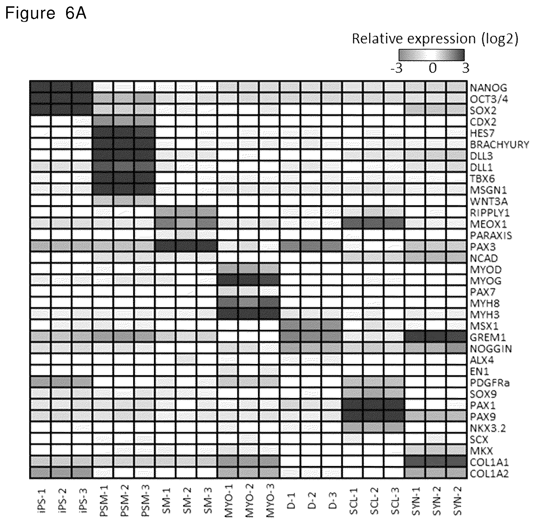Patent US12492378 Figure 17 – Stepwise method of producing various types of cells from pluripotent stem cells