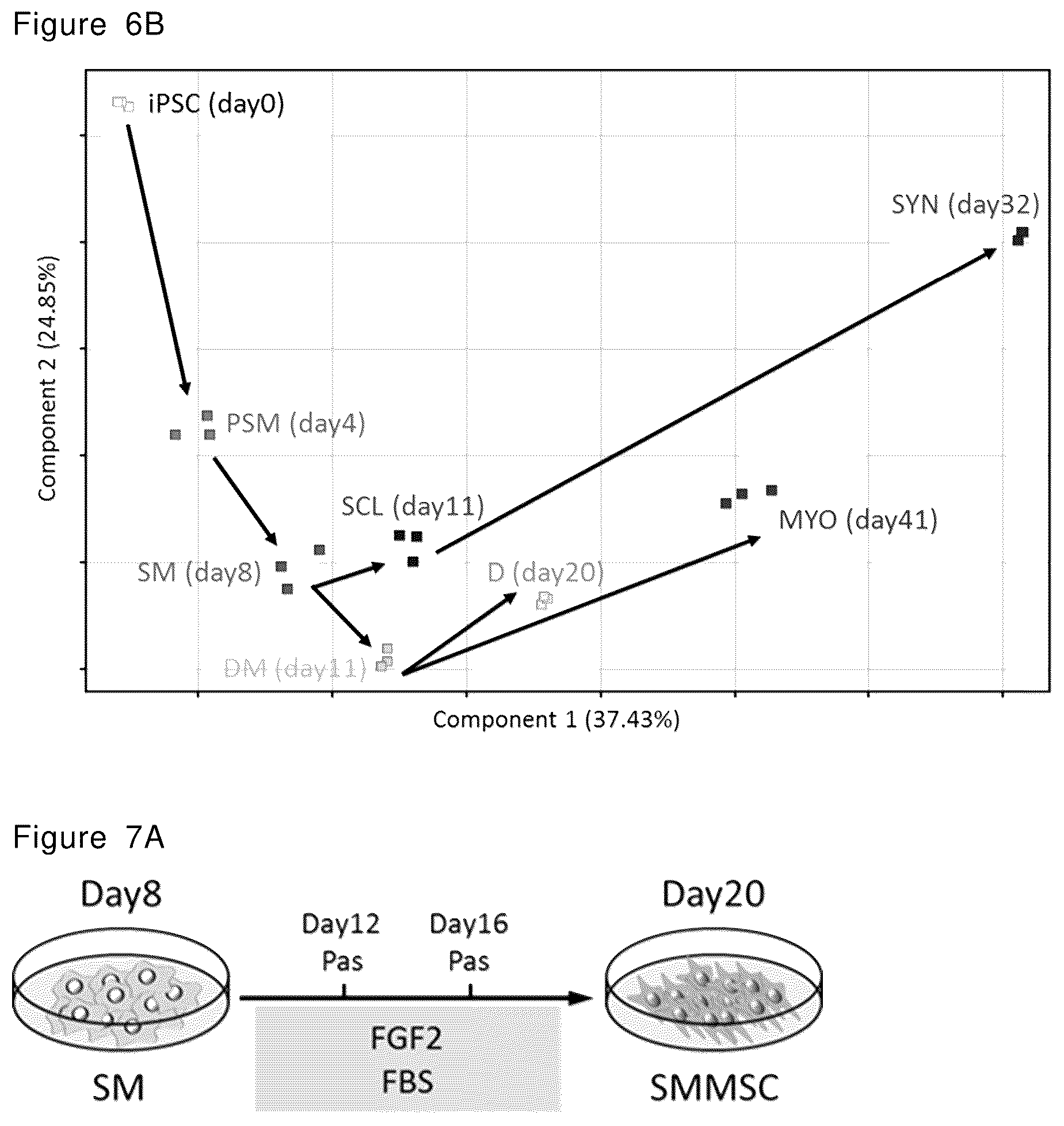 Patent US12492378 Figure 18 – Stepwise method of producing various types of cells from pluripotent stem cells