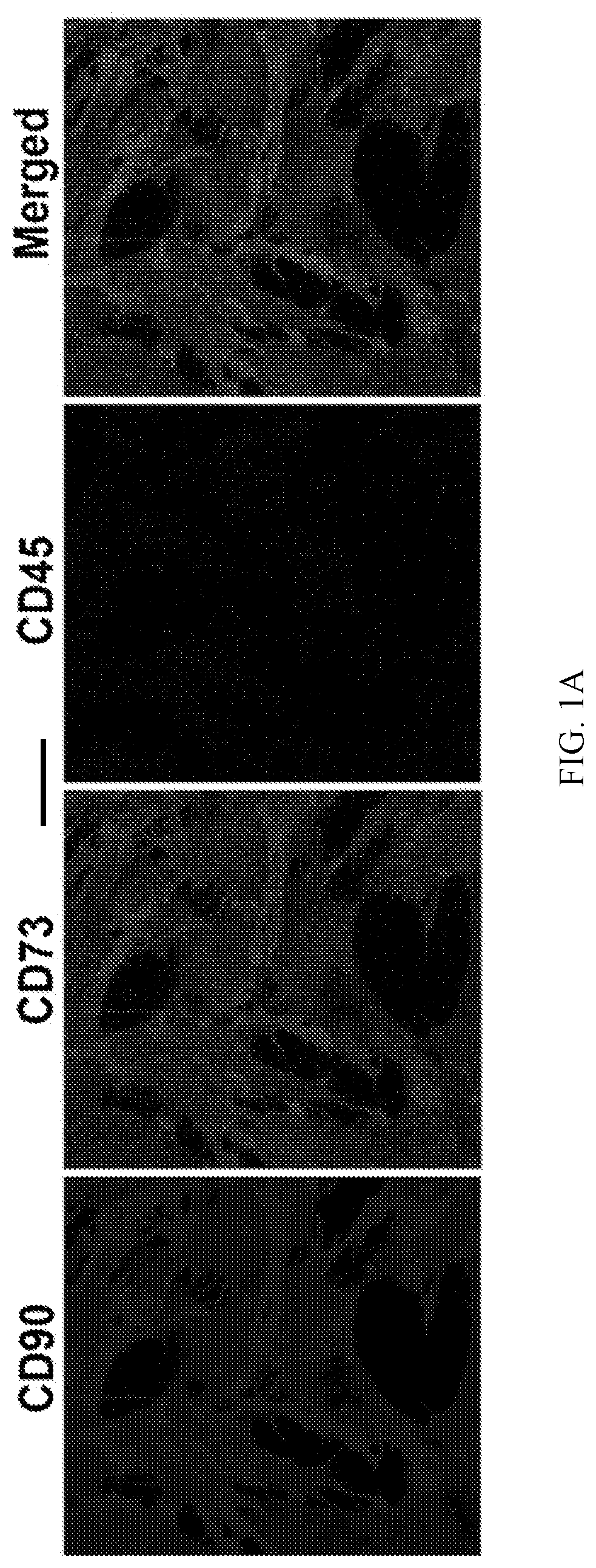 Patent US12492379 Figure 1 – Making and using cardiopoietic cells