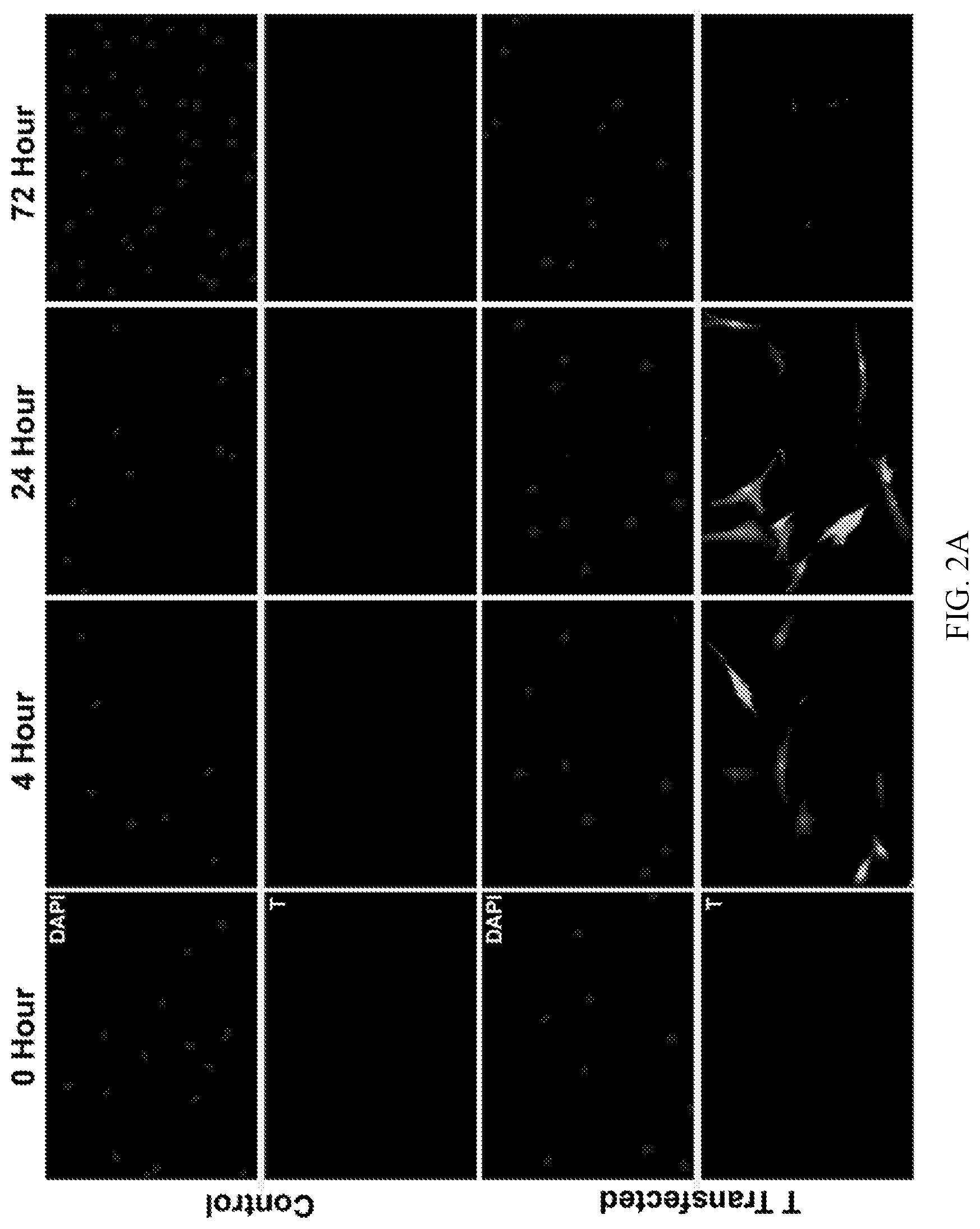 Patent US12492379 Figure 3 – Making and using cardiopoietic cells