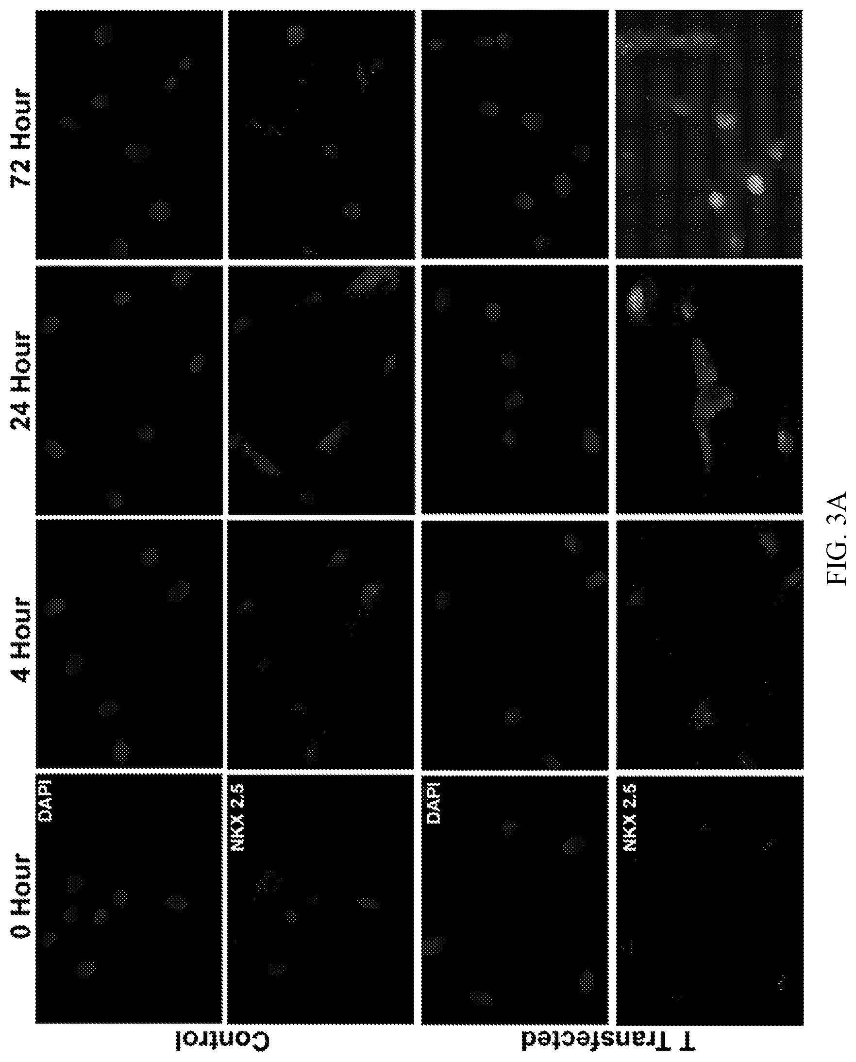Patent US12492379 Figure 5 – Making and using cardiopoietic cells