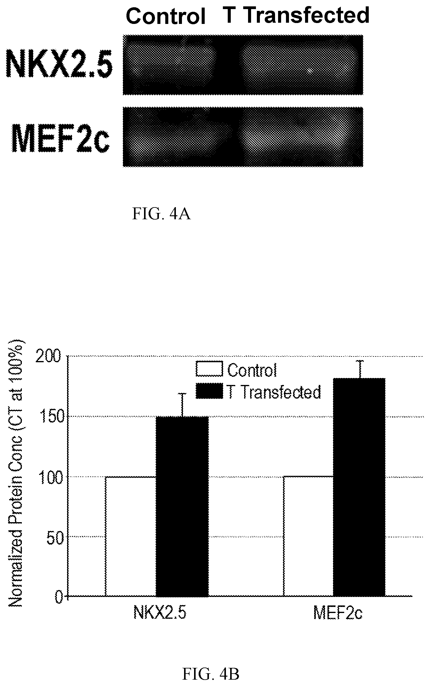 Patent US12492379 Figure 7 – Making and using cardiopoietic cells