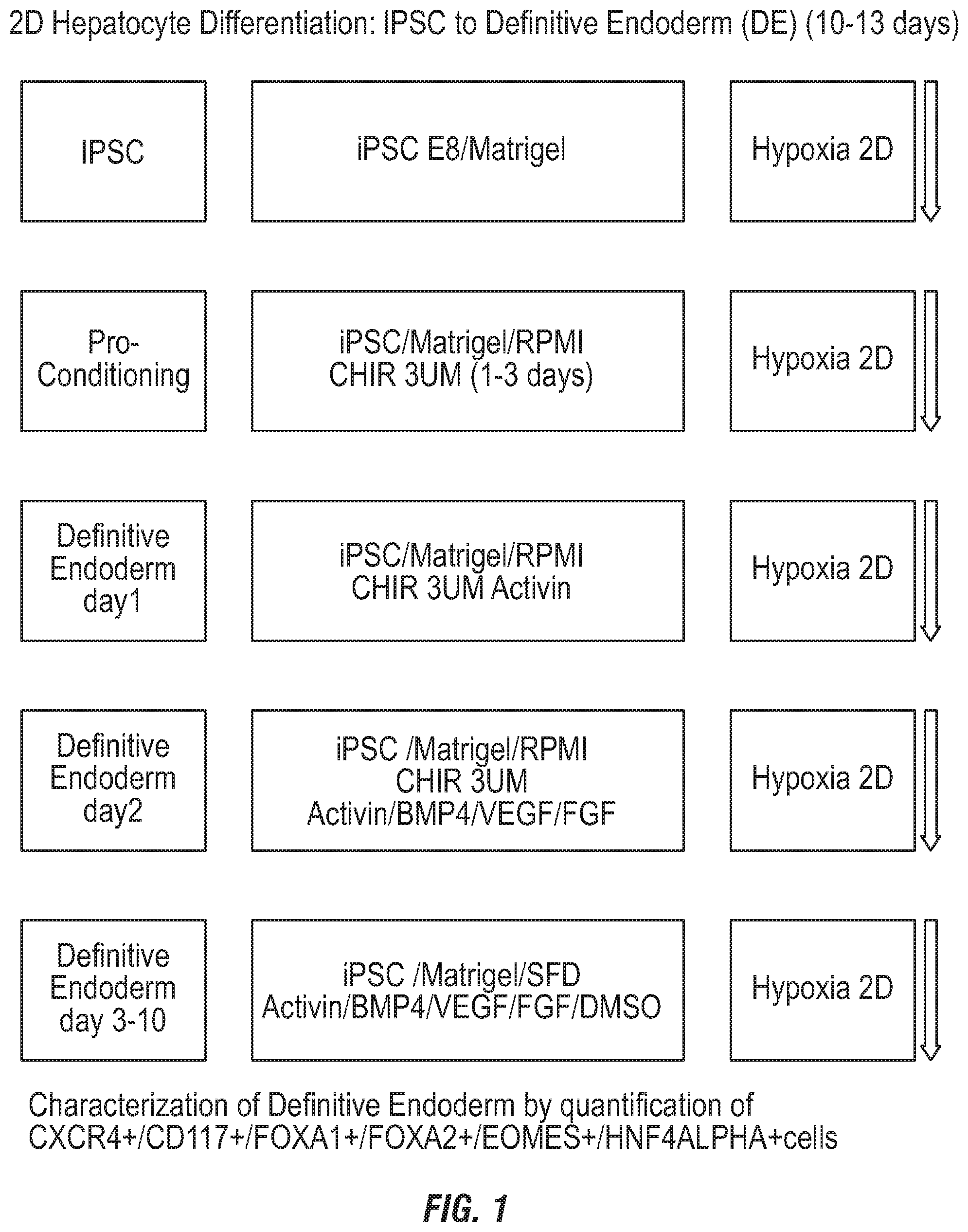 Patent US12492380 — Methods for the production of hepatocytes — Figure 1