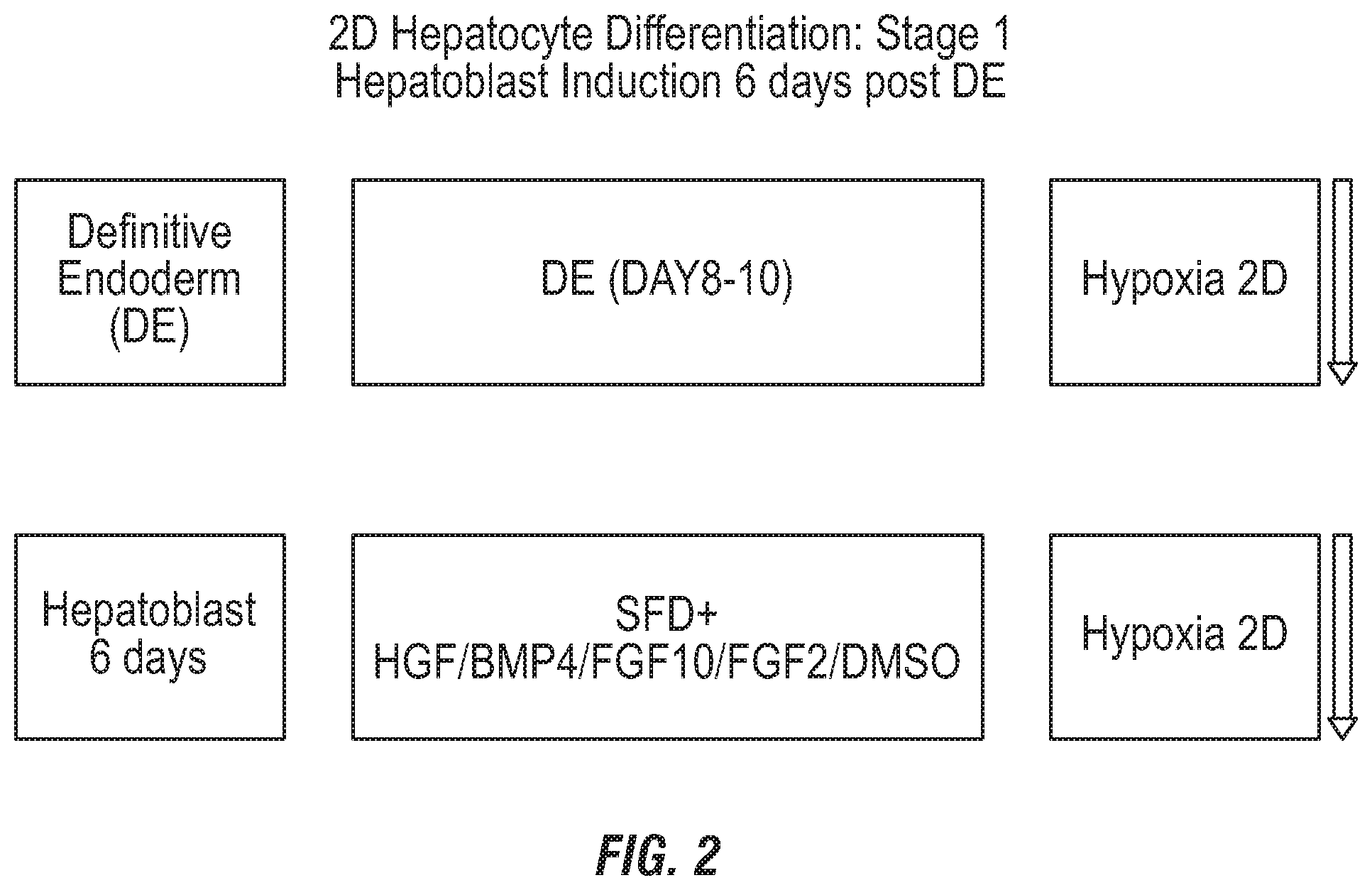 Patent US12492380 Figure 2 – Methods for the production of hepatocytes