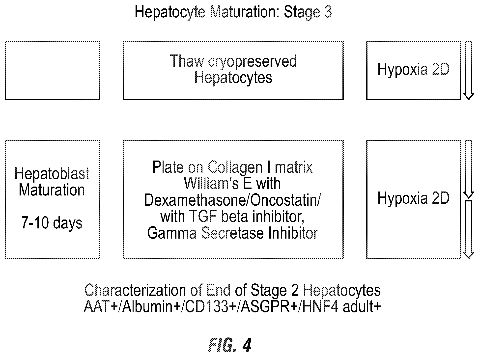 Patent US12492380 Figure 5 – Methods for the production of hepatocytes