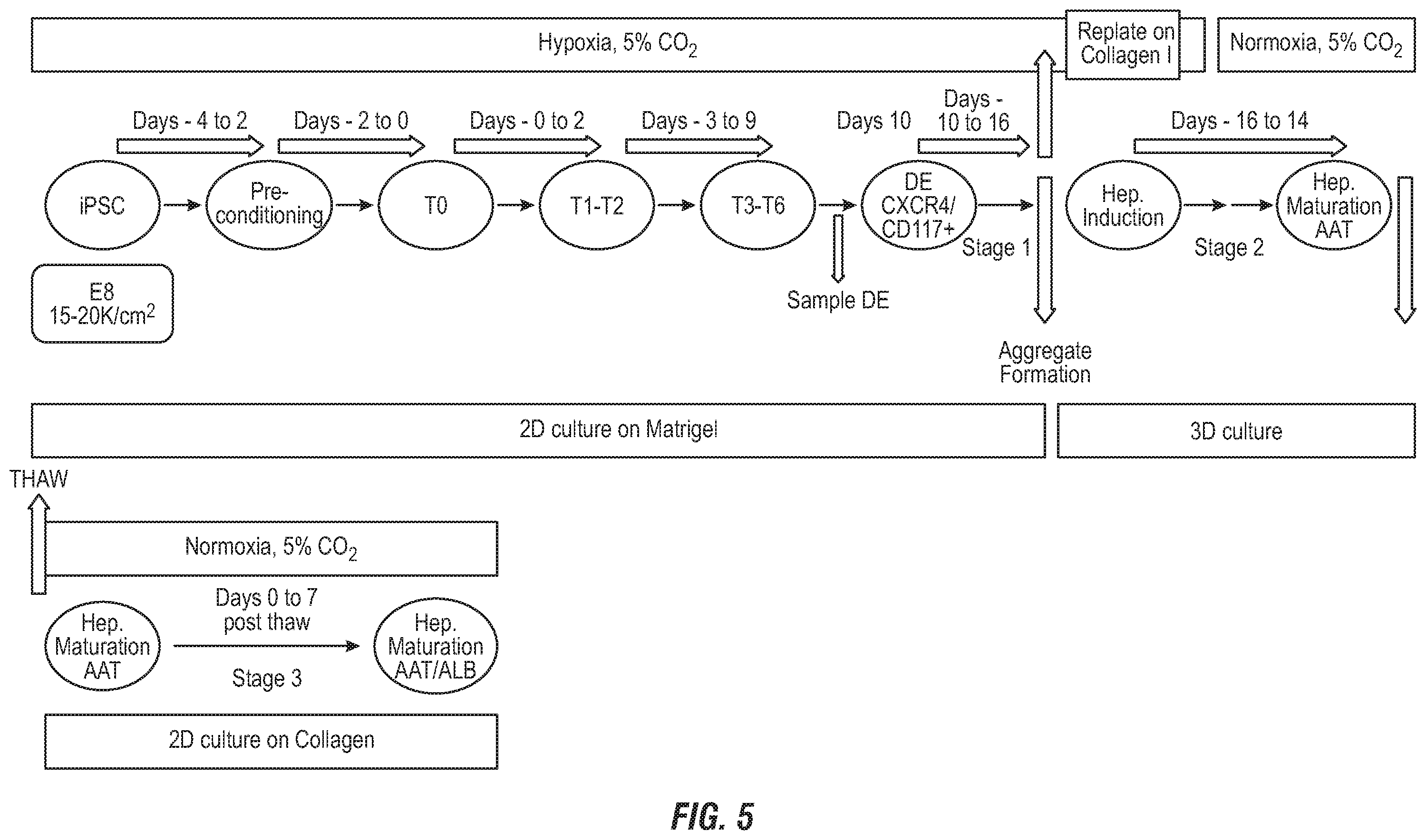 Patent US12492380 Figure 6 – Methods for the production of hepatocytes