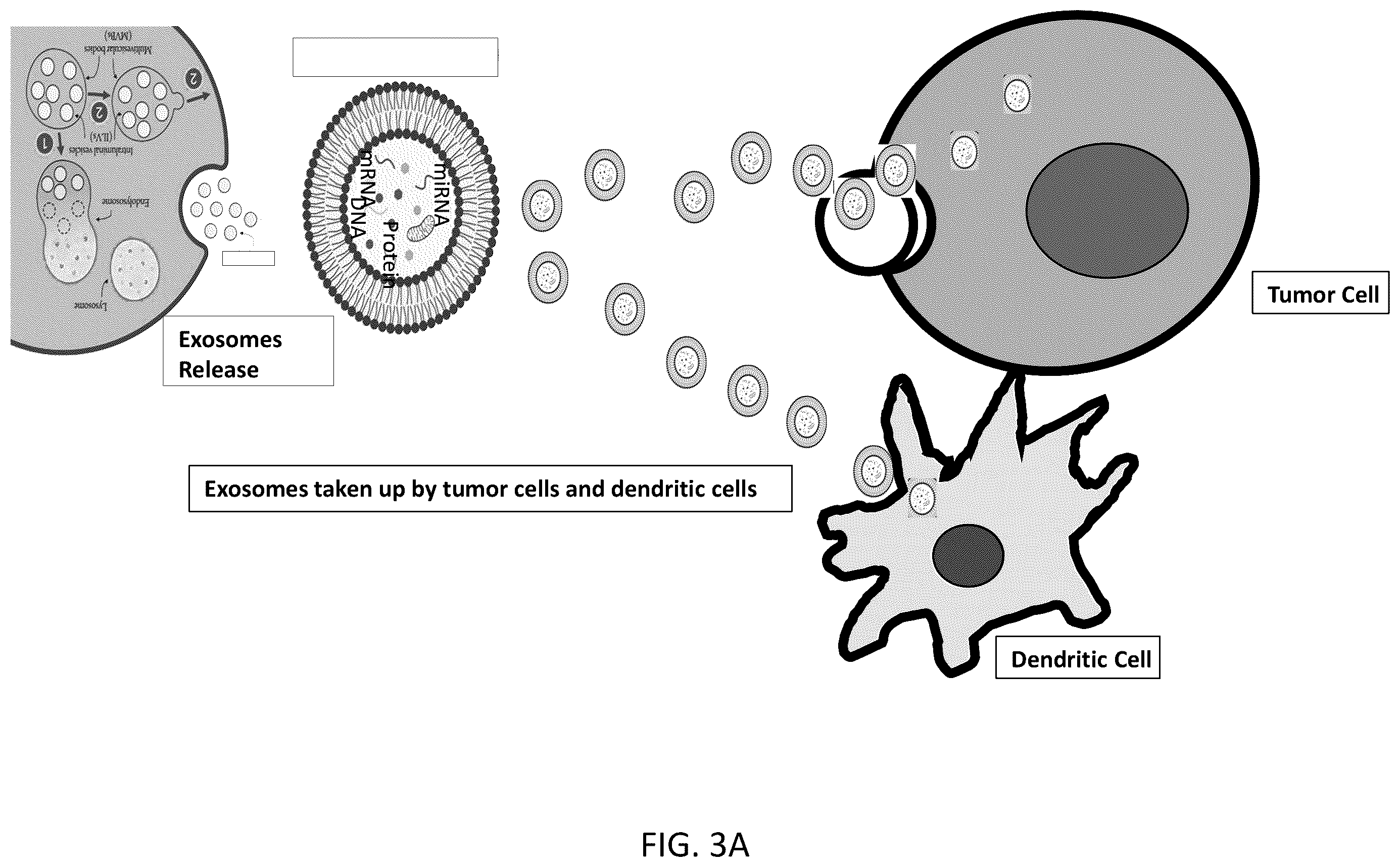 Patent US12492381 Figure 3 – Method for cold atmospheric plasma exosome therapy