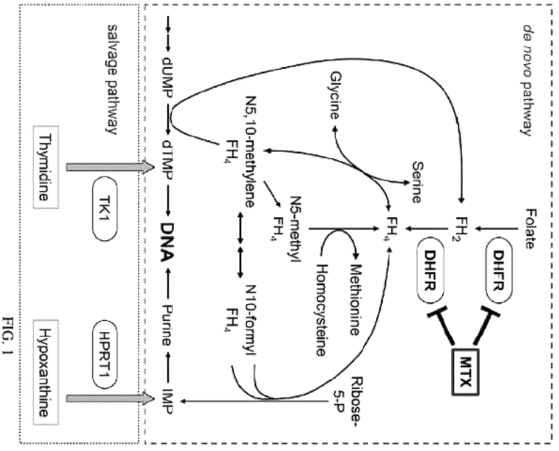 Patent US12492386 Figure 1 – Methods to enrich genetically engineered T cells