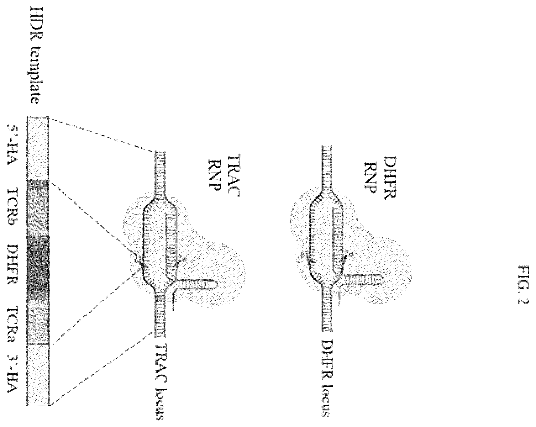 Patent US12492386 Figure 2 – Methods to enrich genetically engineered T cells
