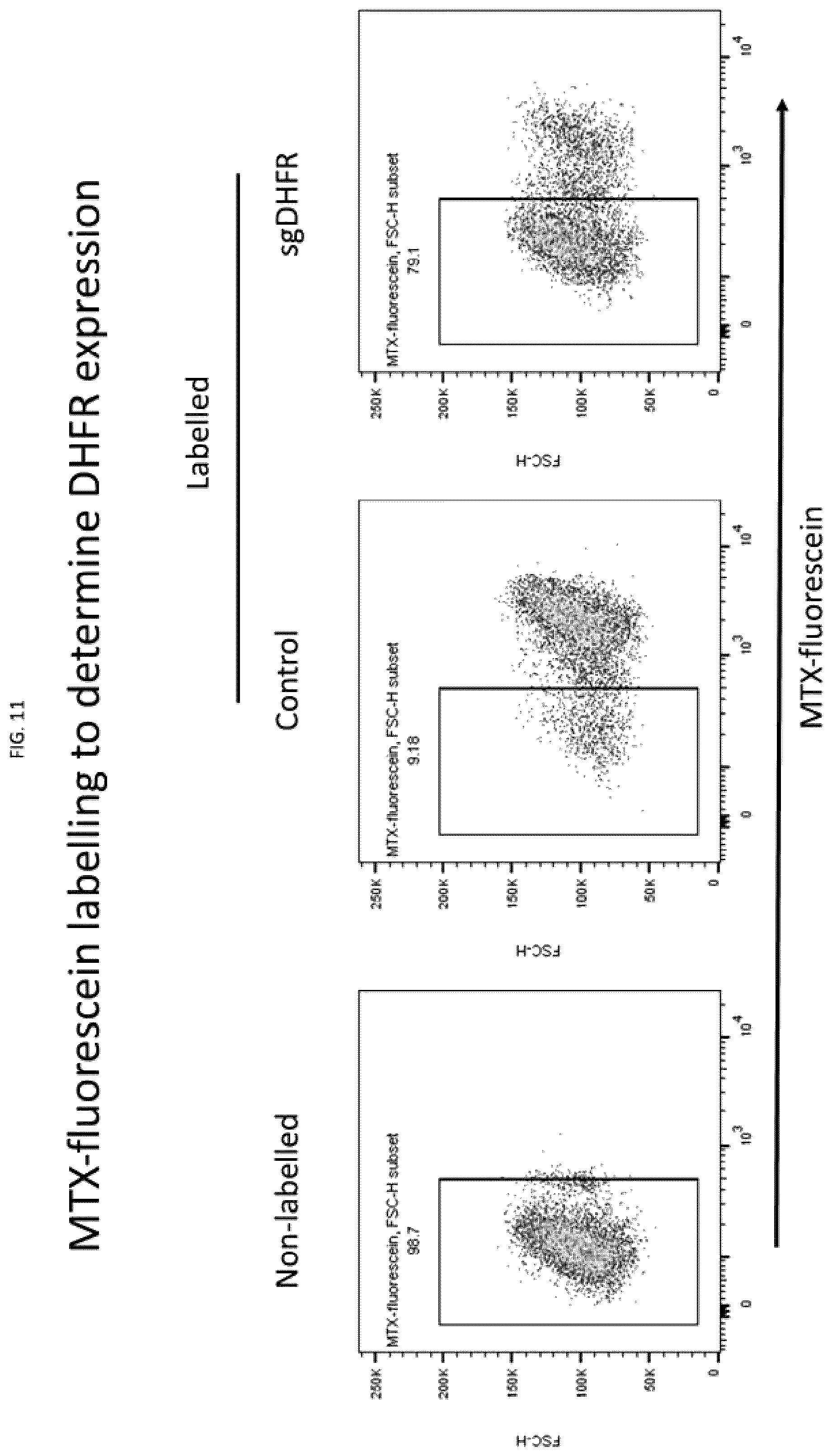 Patent US12492386 Figure 11 – Methods to enrich genetically engineered T cells