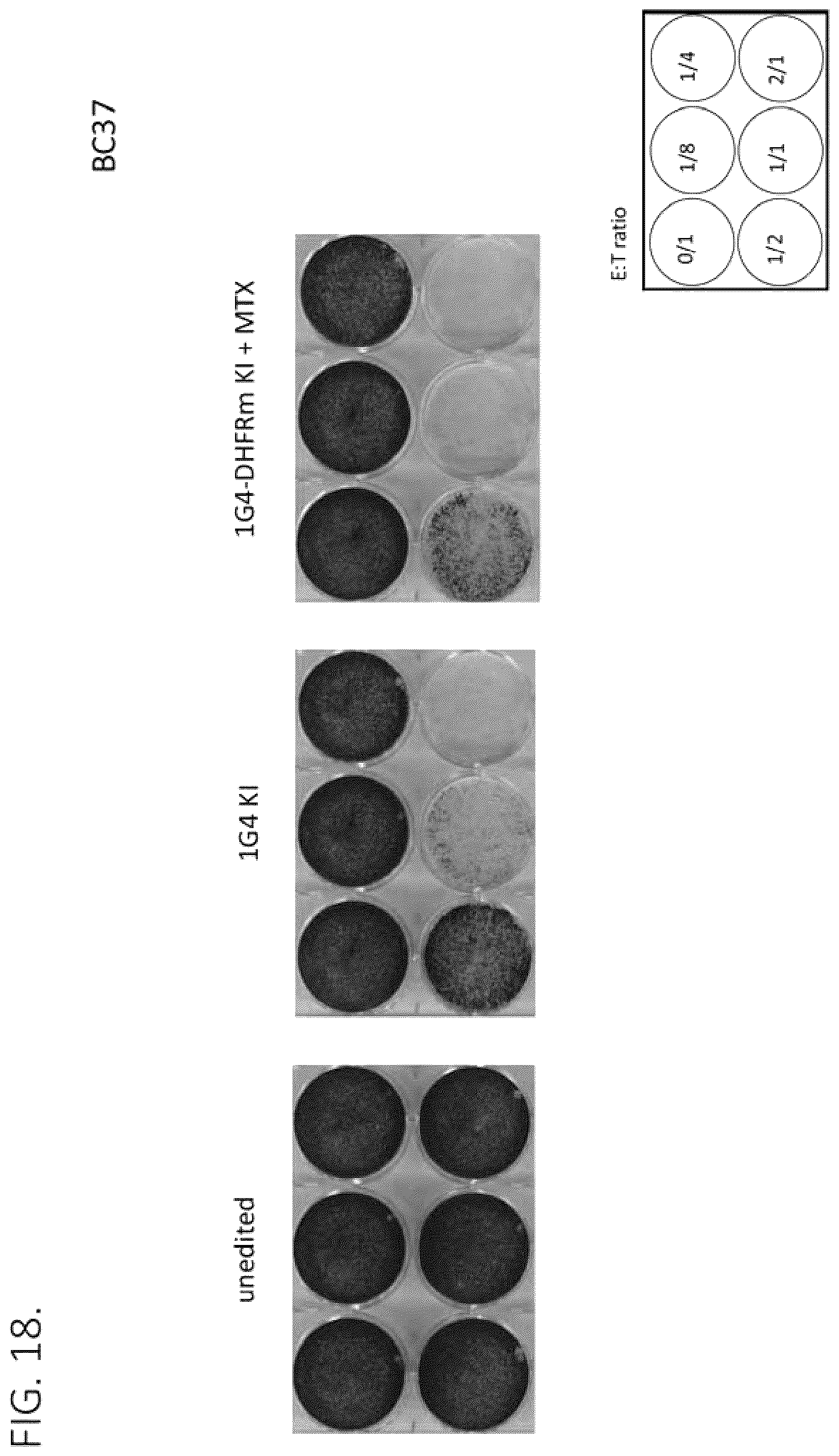 Patent US12492386 Figure 18 – Methods to enrich genetically engineered T cells