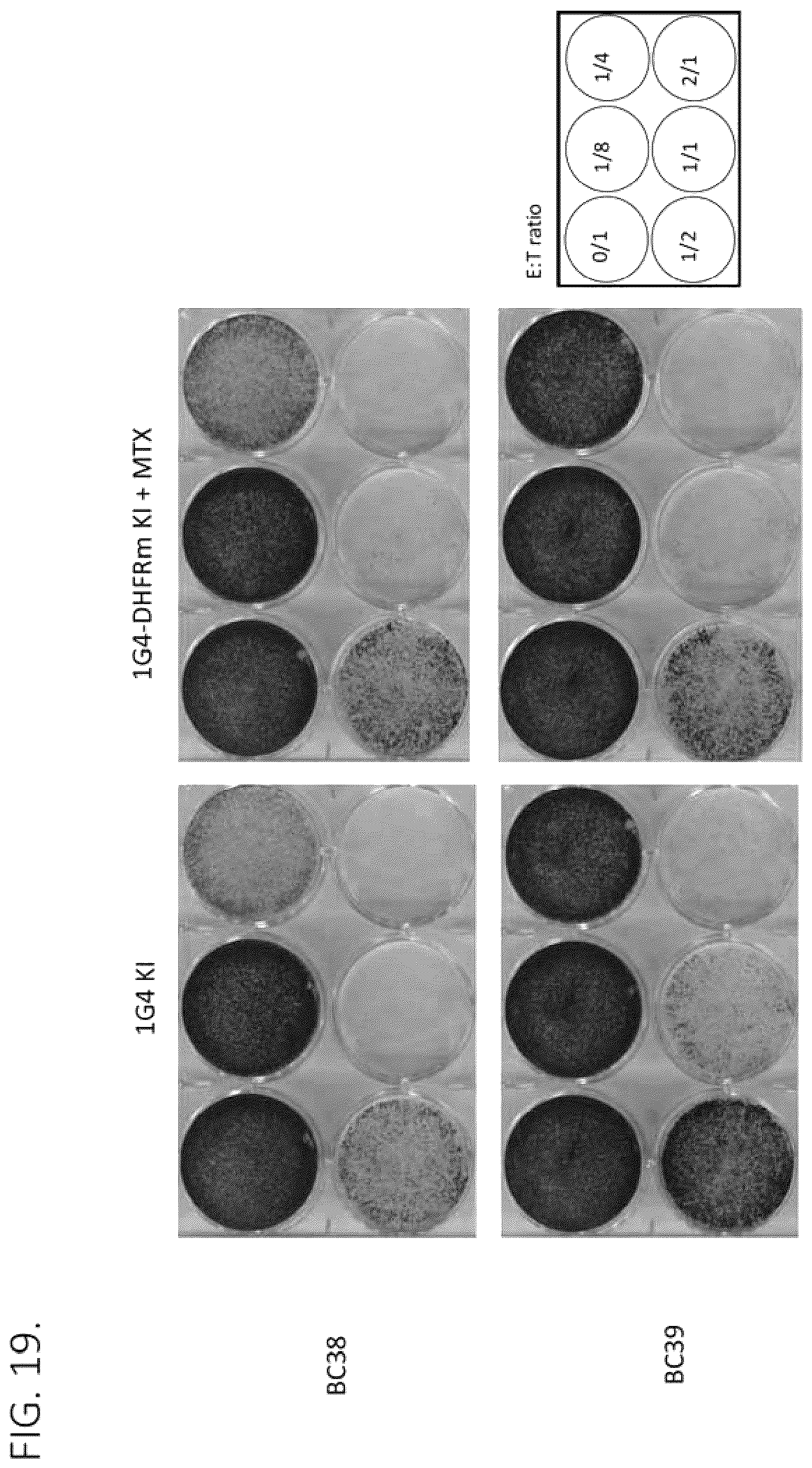 Patent US12492386 Figure 19 – Methods to enrich genetically engineered T cells