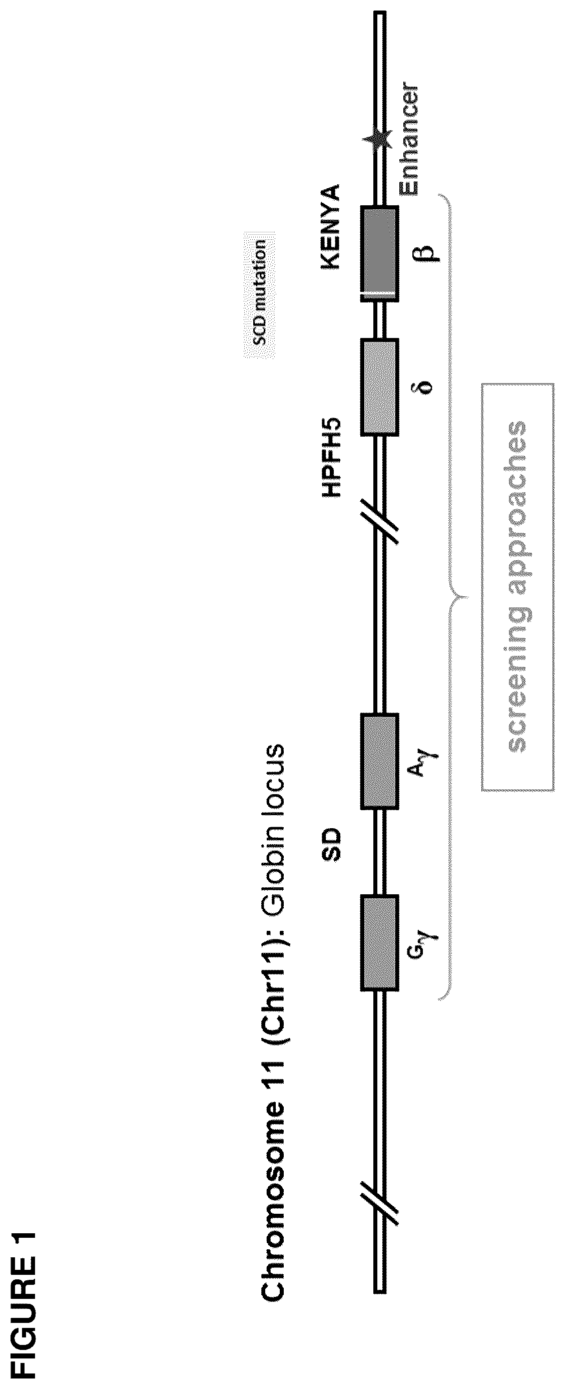 Patent US12492388 Figure 1 – Materials and methods for treatment of hemoglobinopathies