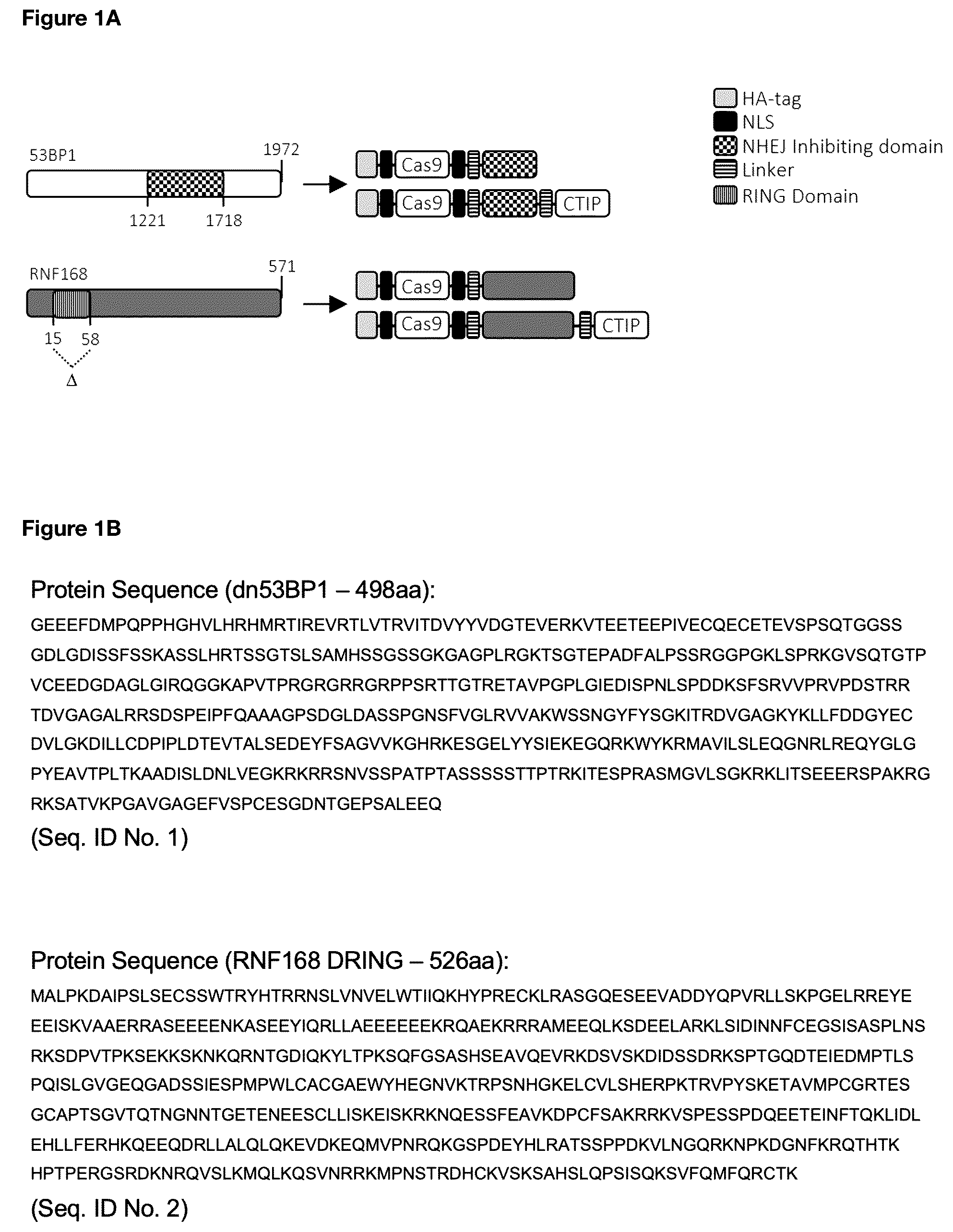 Patent US12492389 Figure 1 – Modified Cas9 system having a dominant negative effector on non-homologous end-joining fused thereto and its use for improved gene editing