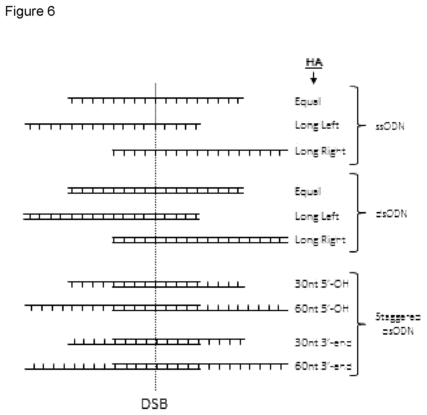 Patent US12492389 Figure 6 – Modified Cas9 system having a dominant negative effector on non-homologous end-joining fused thereto and its use for improved gene editing