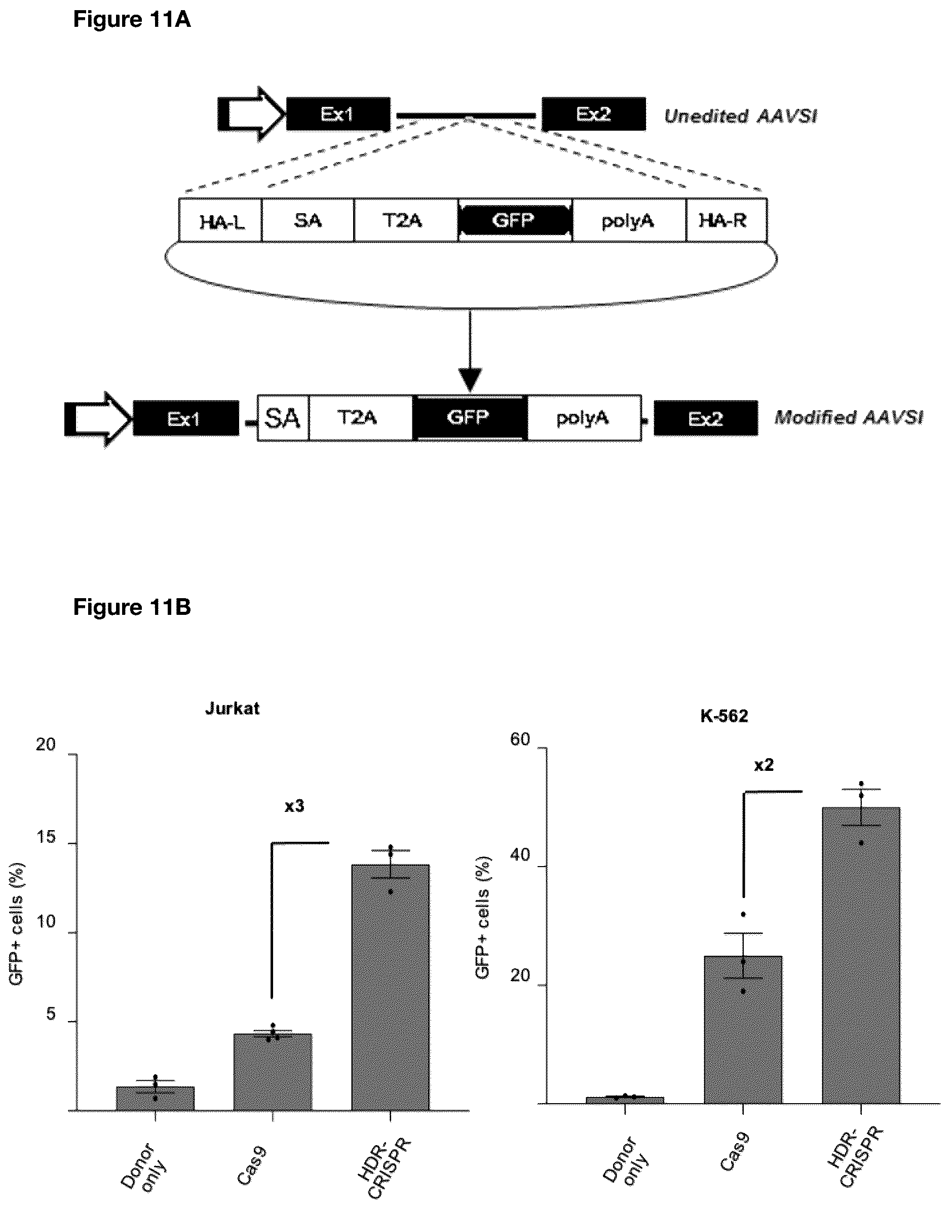 Patent US12492389 Figure 11 – Modified Cas9 system having a dominant negative effector on non-homologous end-joining fused thereto and its use for improved gene editing