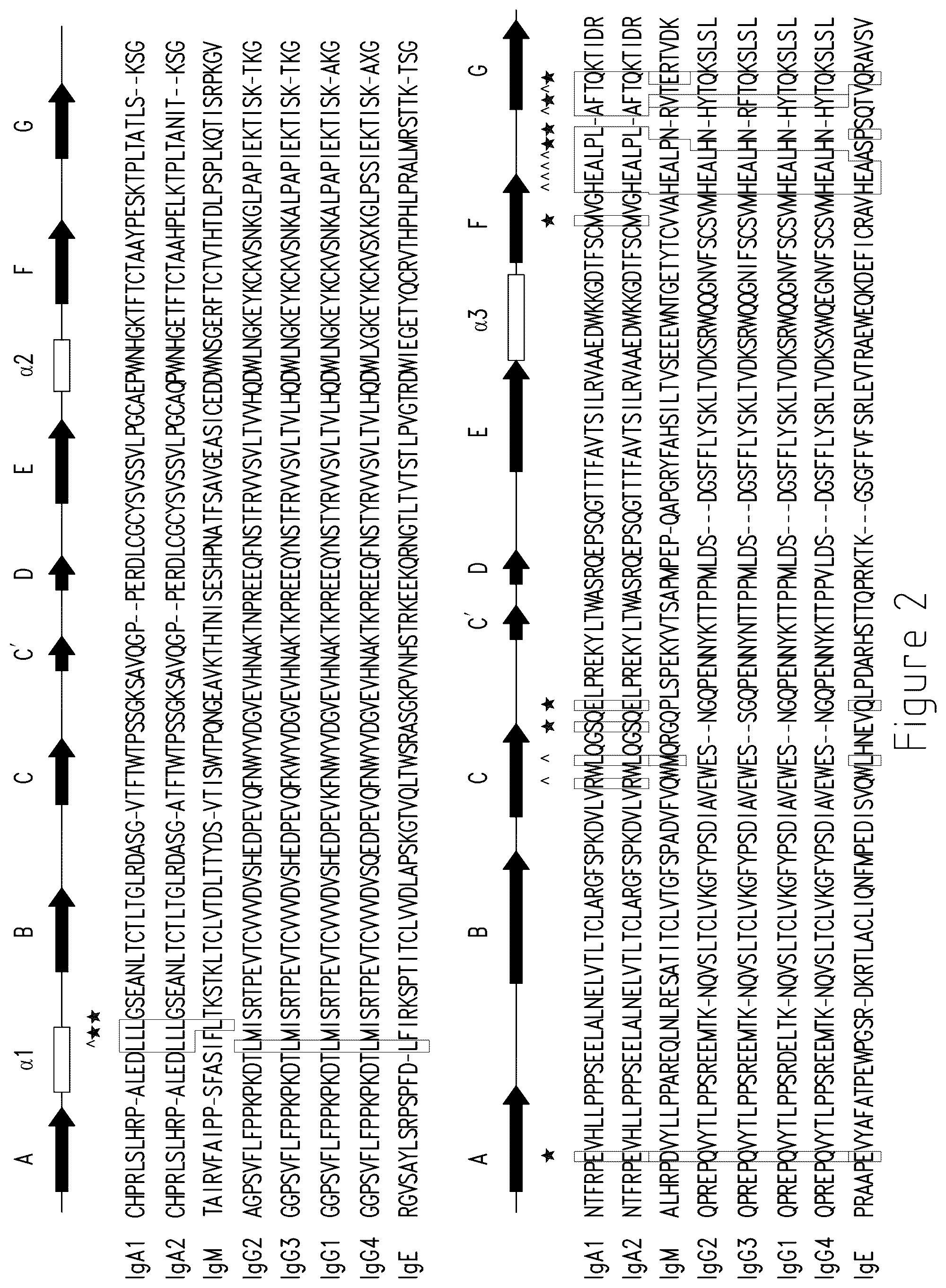 Patent US12492392 Figure 2 – Histidyl-tRNA synthetase-Fc conjugates and therapeutics using the same