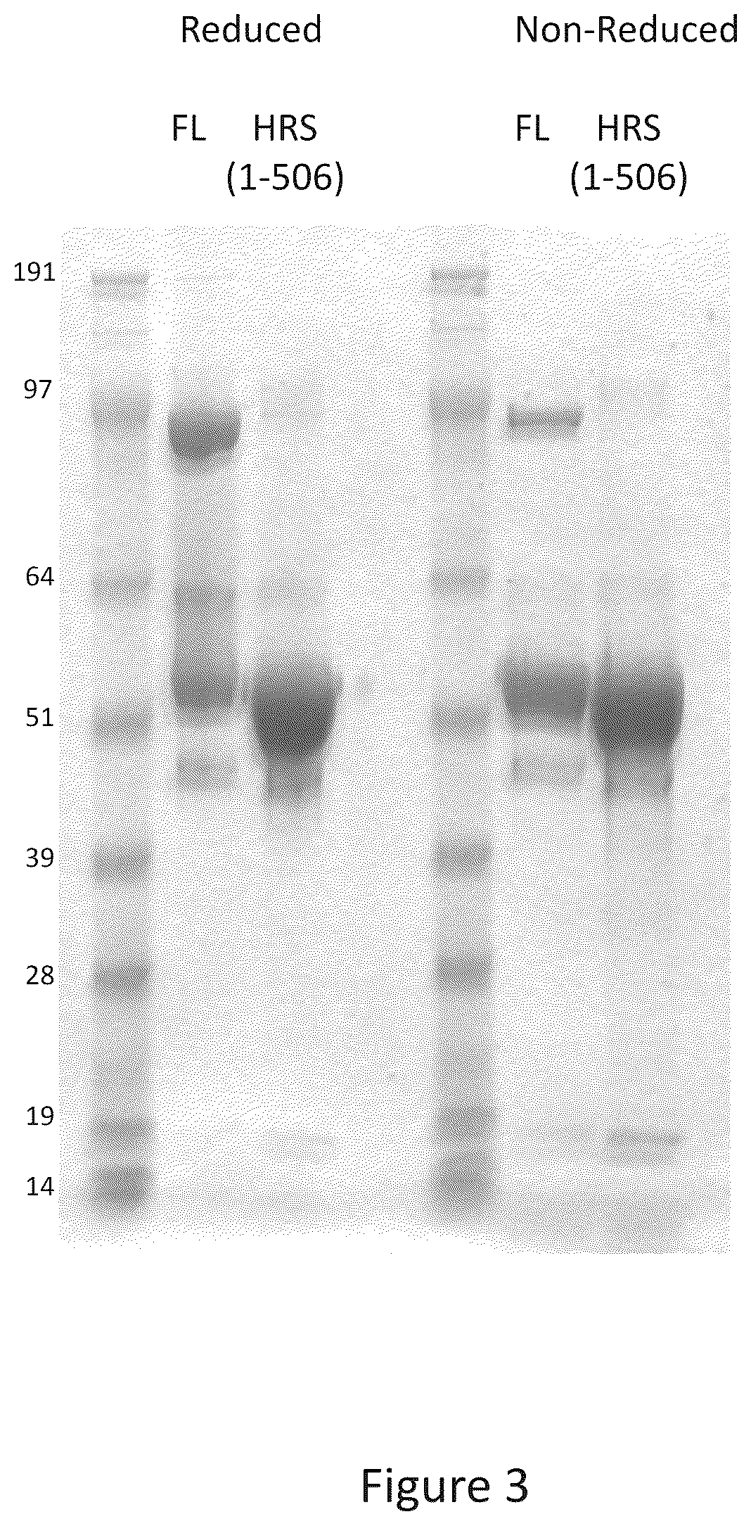 Patent US12492392 Figure 3 – Histidyl-tRNA synthetase-Fc conjugates and therapeutics using the same
