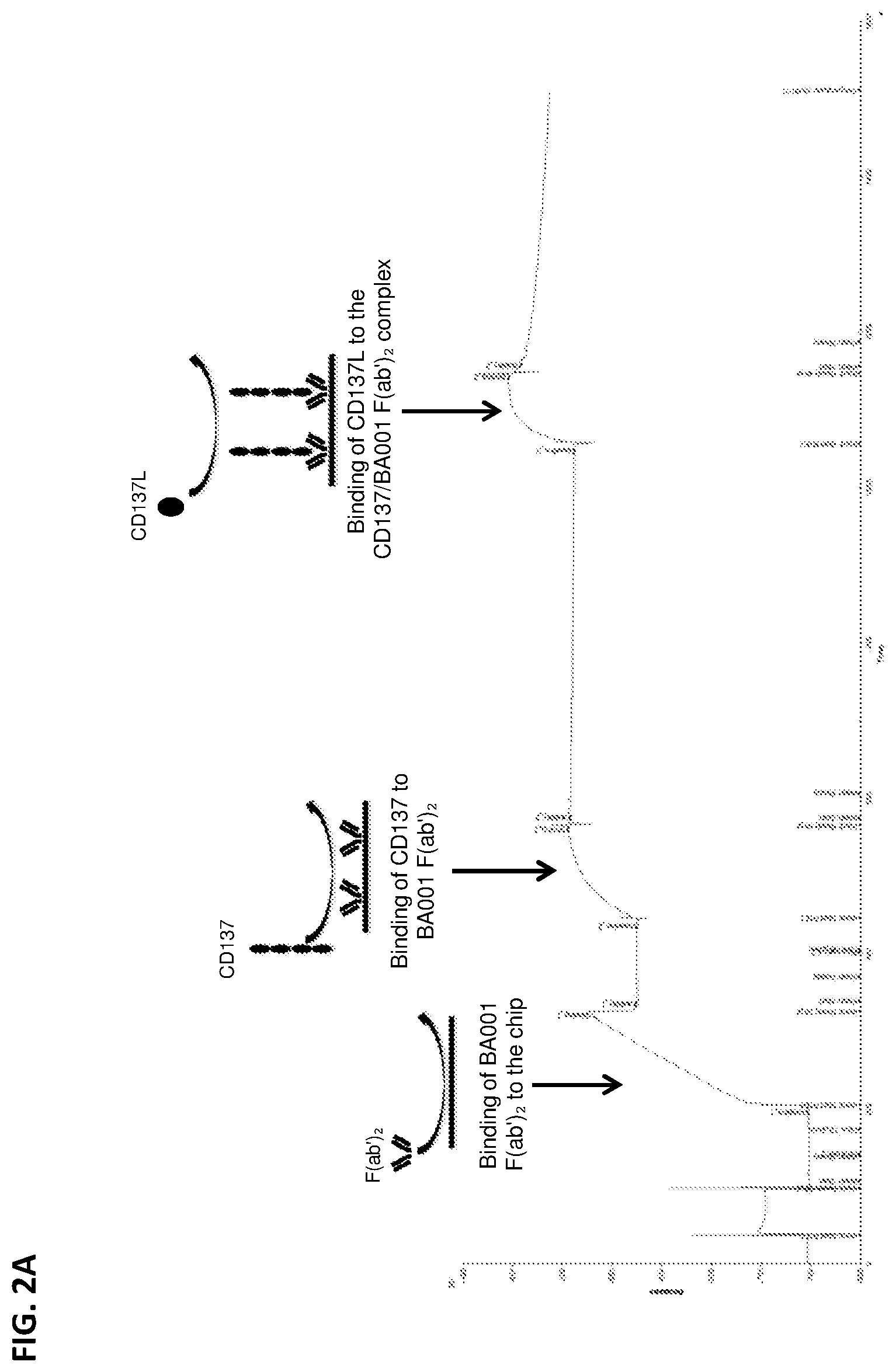 Patent US12492393 Figure 2 – Anti-CD137 antibodies and methods of use thereof