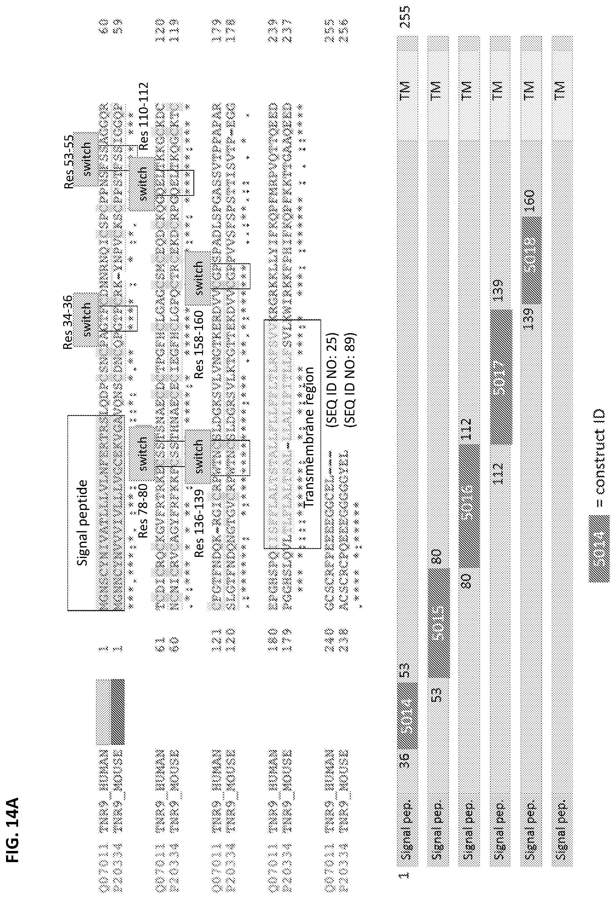 Patent US12492393 Figure 17 – Anti-CD137 antibodies and methods of use thereof