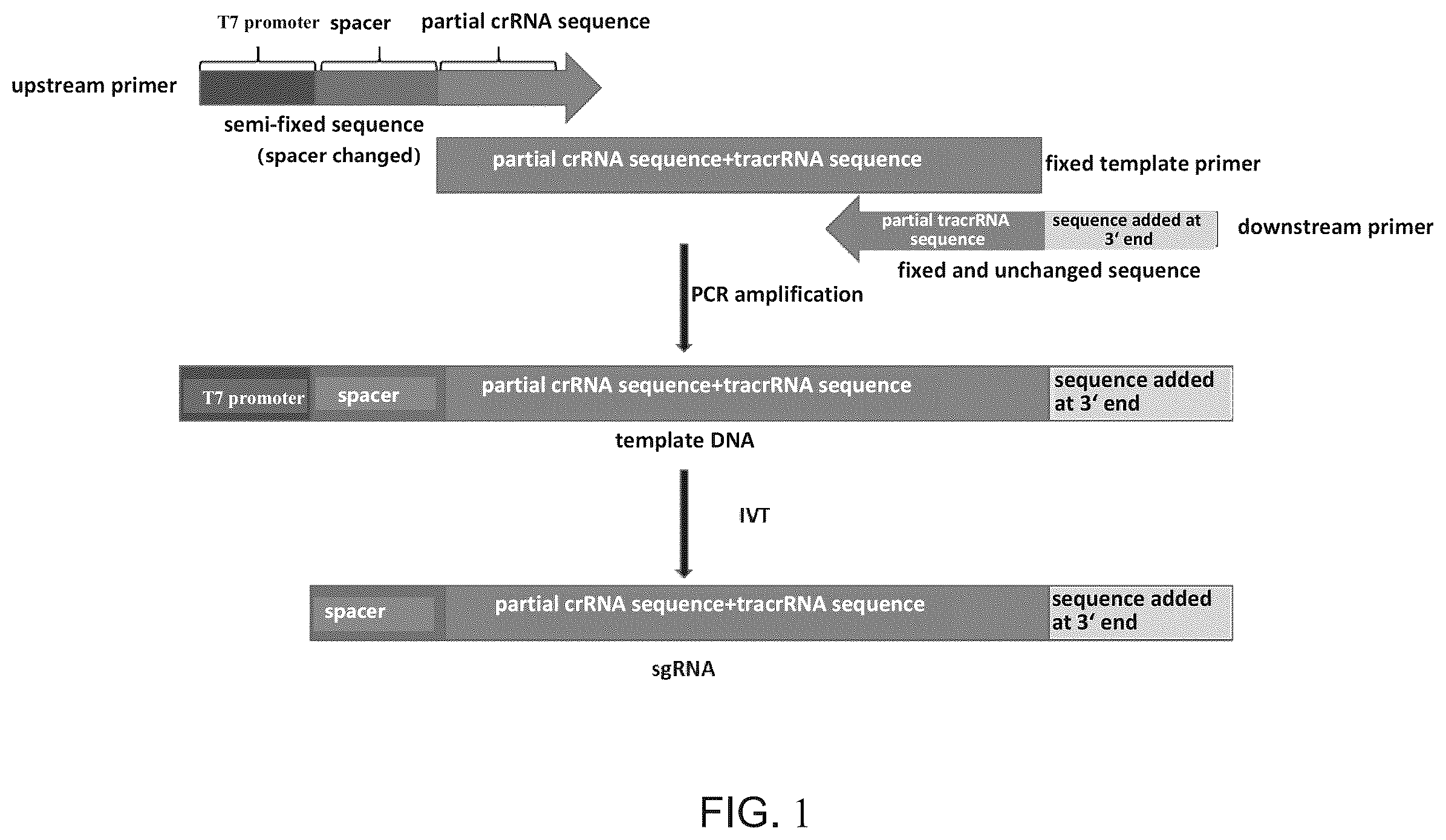 Patent US12492397 Figure 1 – Engineered sgRNA design and preparation method