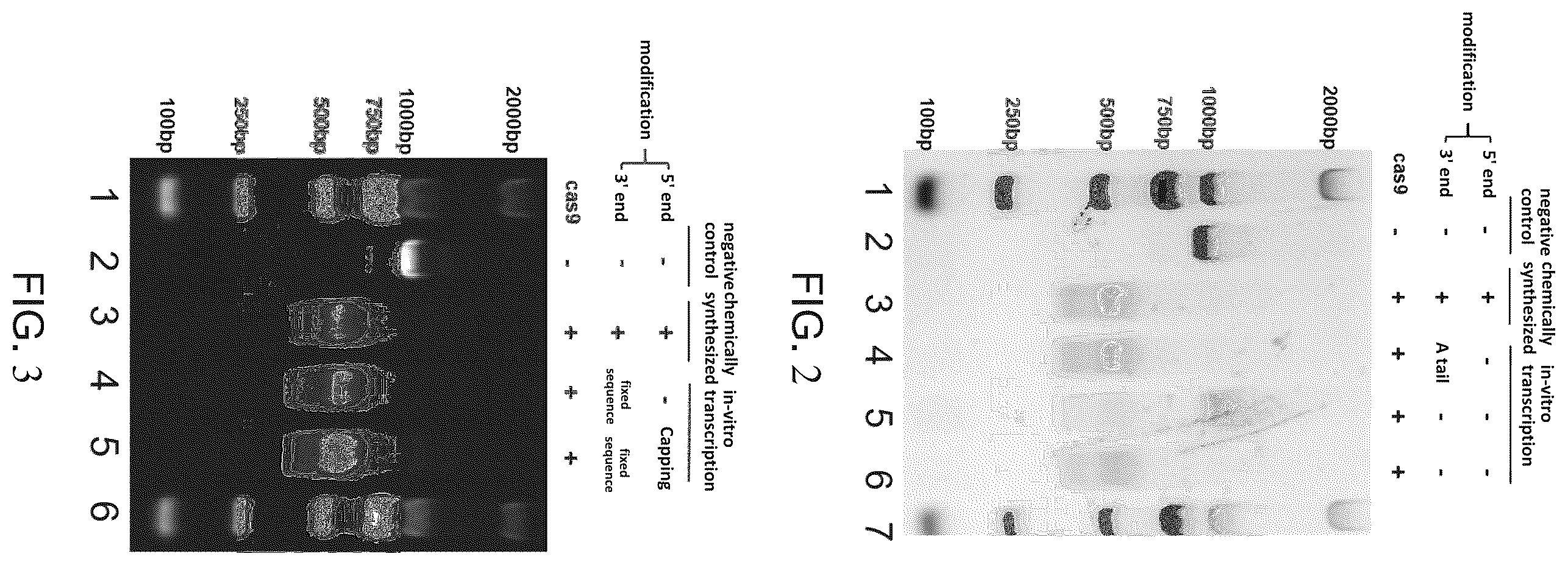 Patent US12492397 Figure 2 – Engineered sgRNA design and preparation method