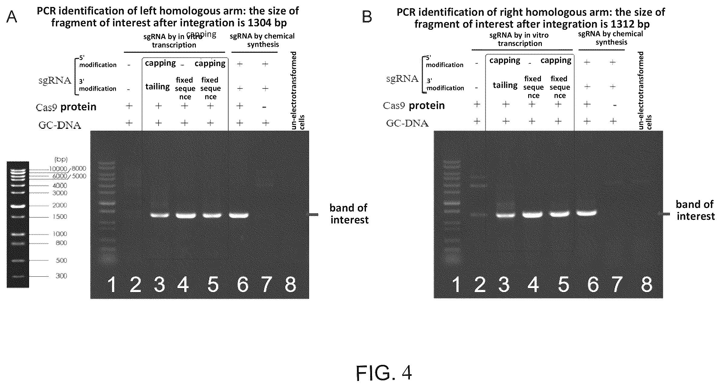 Patent US12492397 Figure 3 – Engineered sgRNA design and preparation method