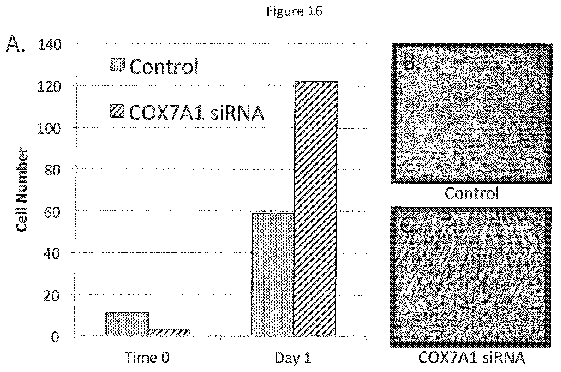 Patent US12492400 Figure 16 – Compositions and methods for induced tissue regeneration in mammalian species