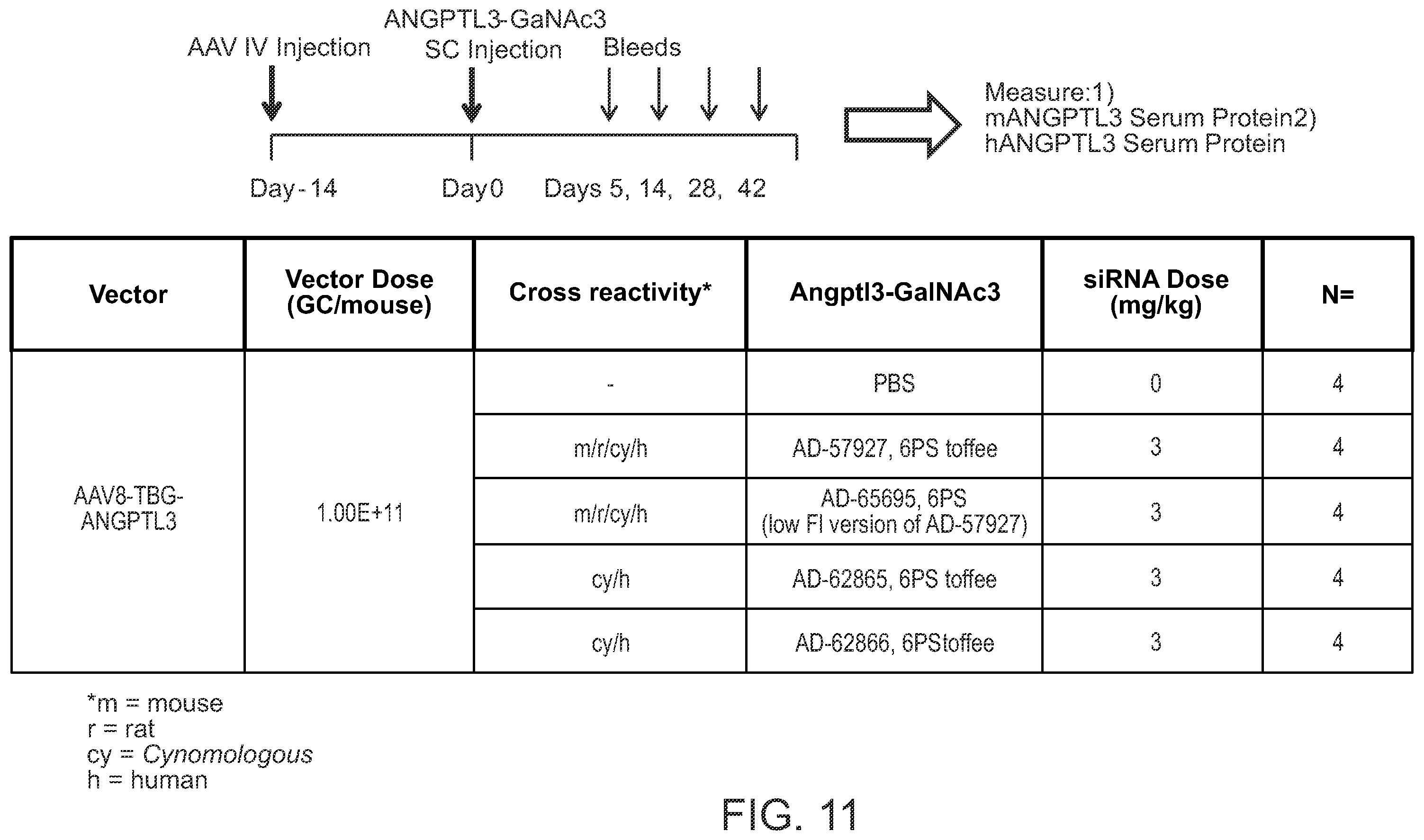 Patent US12492401 Figure 12 – Angiopoietin-like 3 (ANGPTL3) iRNA compositions and methods of use thereof