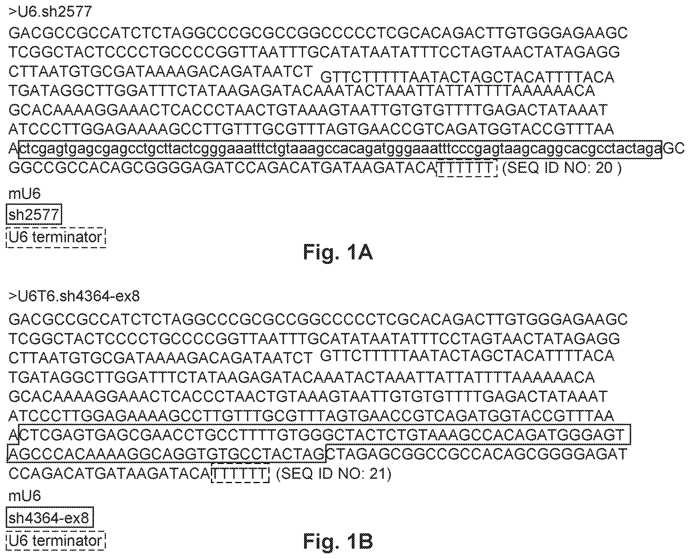 Patent US12492402 Figure 1 – Recombinant virus products and methods for inhibiting expression of dystrophia myotonica protein kinase and/or interfering with a trinucleotide repeat expansion in the 3′ untranslated region of the DMPK gene