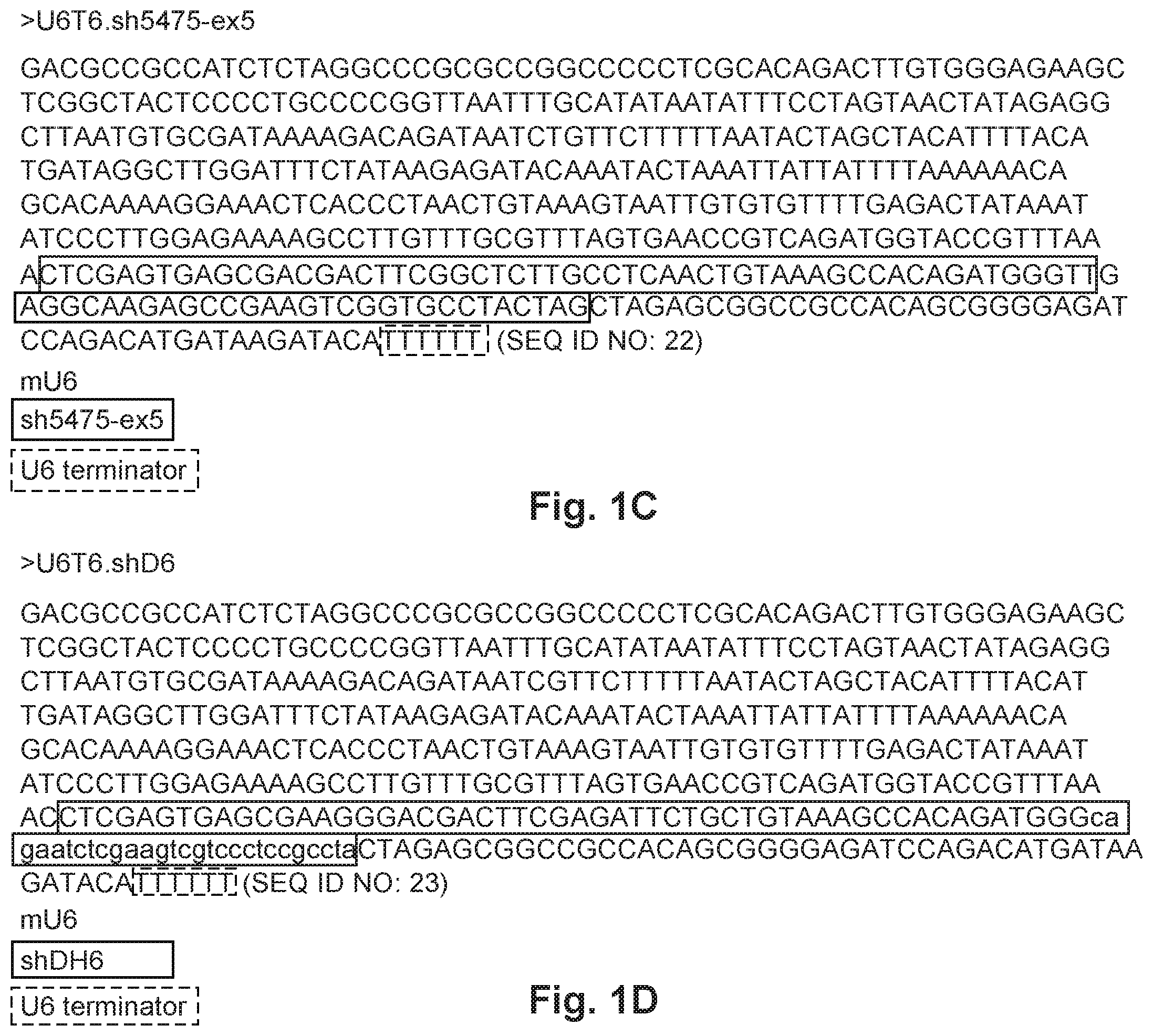 Patent US12492402 Figure 2 – Recombinant virus products and methods for inhibiting expression of dystrophia myotonica protein kinase and/or interfering with a trinucleotide repeat expansion in the 3′ untranslated region of the DMPK gene