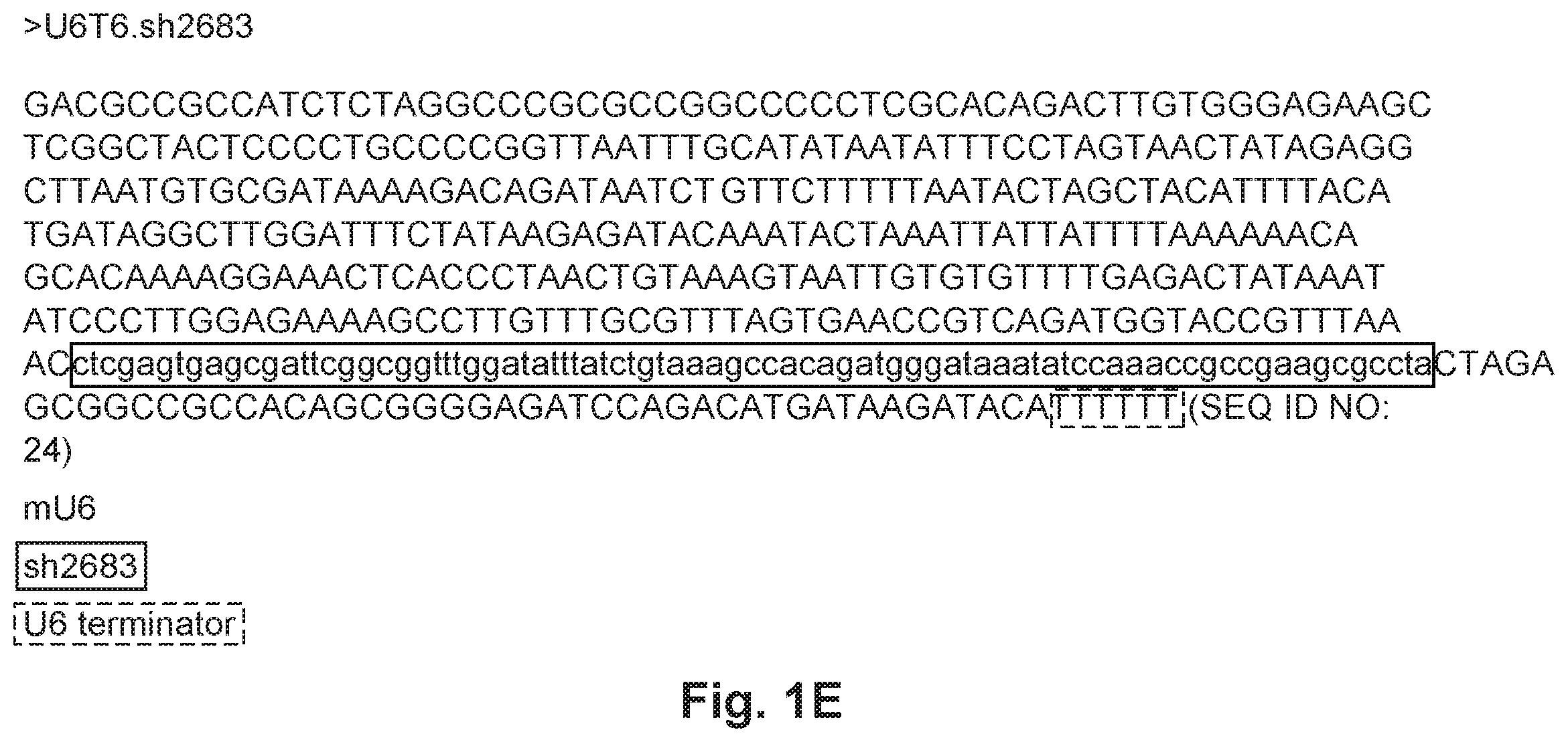 Patent US12492402 Figure 3 – Recombinant virus products and methods for inhibiting expression of dystrophia myotonica protein kinase and/or interfering with a trinucleotide repeat expansion in the 3′ untranslated region of the DMPK gene
