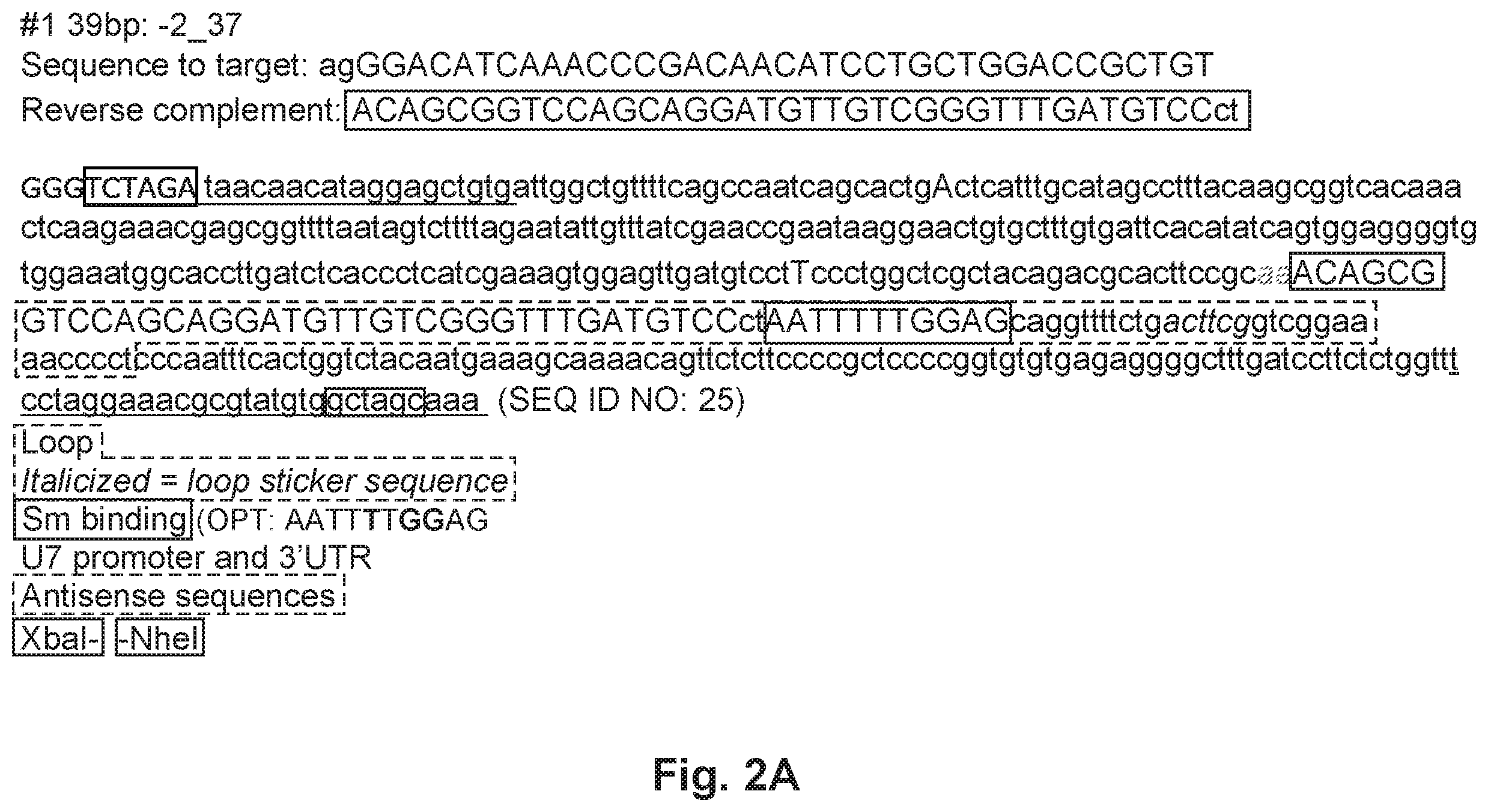 Patent US12492402 Figure 4 – Recombinant virus products and methods for inhibiting expression of dystrophia myotonica protein kinase and/or interfering with a trinucleotide repeat expansion in the 3′ untranslated region of the DMPK gene