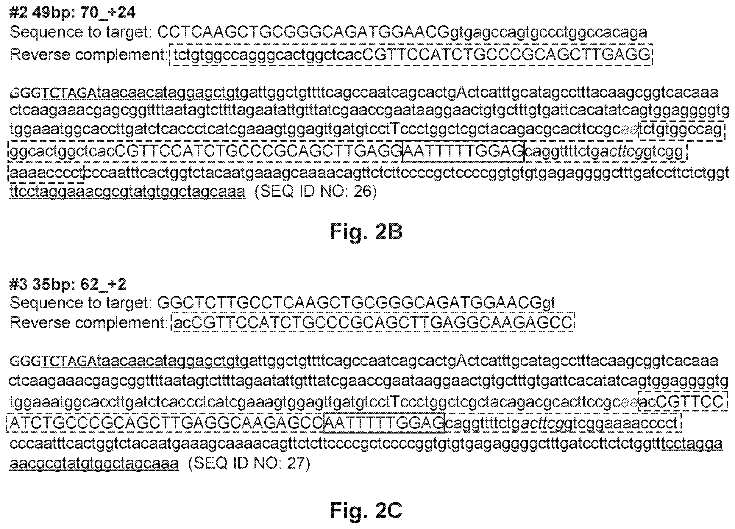 Patent US12492402 Figure 5 – Recombinant virus products and methods for inhibiting expression of dystrophia myotonica protein kinase and/or interfering with a trinucleotide repeat expansion in the 3′ untranslated region of the DMPK gene