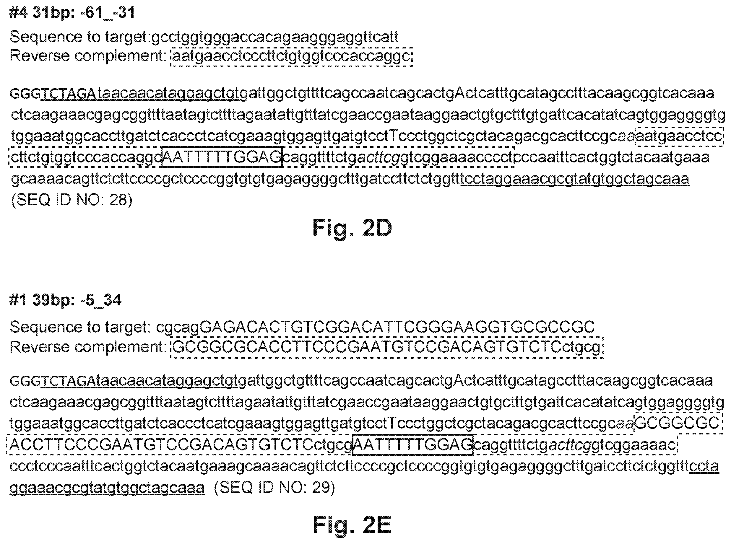 Patent US12492402 Figure 6 – Recombinant virus products and methods for inhibiting expression of dystrophia myotonica protein kinase and/or interfering with a trinucleotide repeat expansion in the 3′ untranslated region of the DMPK gene