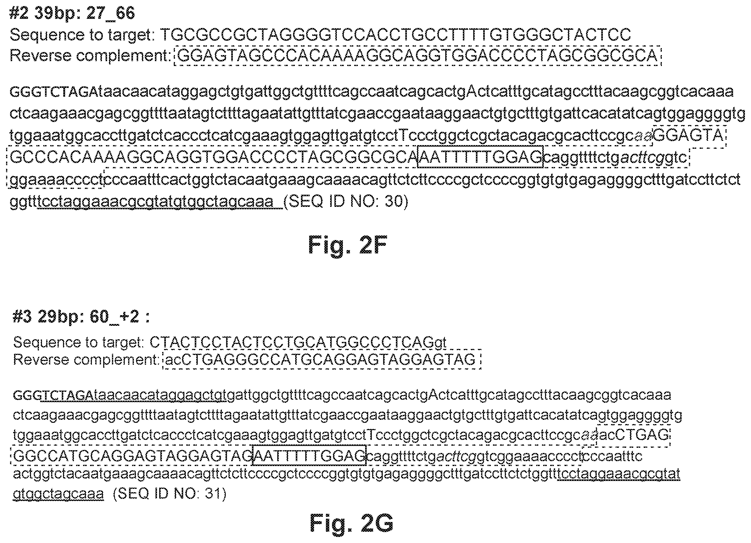 Patent US12492402 Figure 7 – Recombinant virus products and methods for inhibiting expression of dystrophia myotonica protein kinase and/or interfering with a trinucleotide repeat expansion in the 3′ untranslated region of the DMPK gene