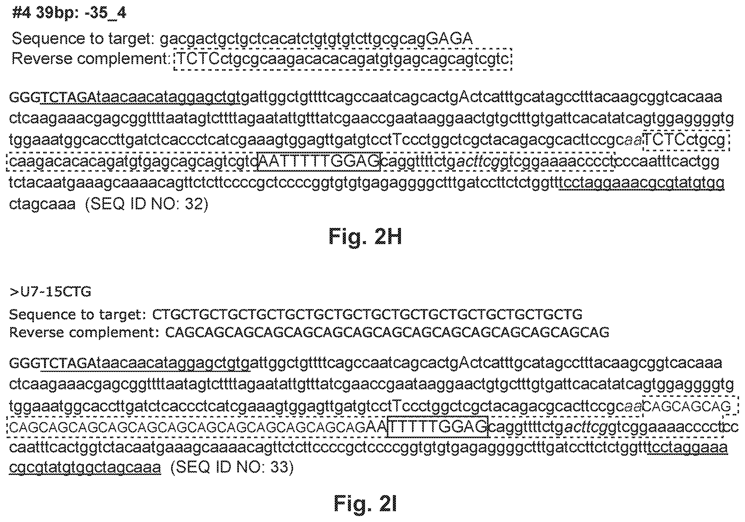 Patent US12492402 Figure 8 – Recombinant virus products and methods for inhibiting expression of dystrophia myotonica protein kinase and/or interfering with a trinucleotide repeat expansion in the 3′ untranslated region of the DMPK gene