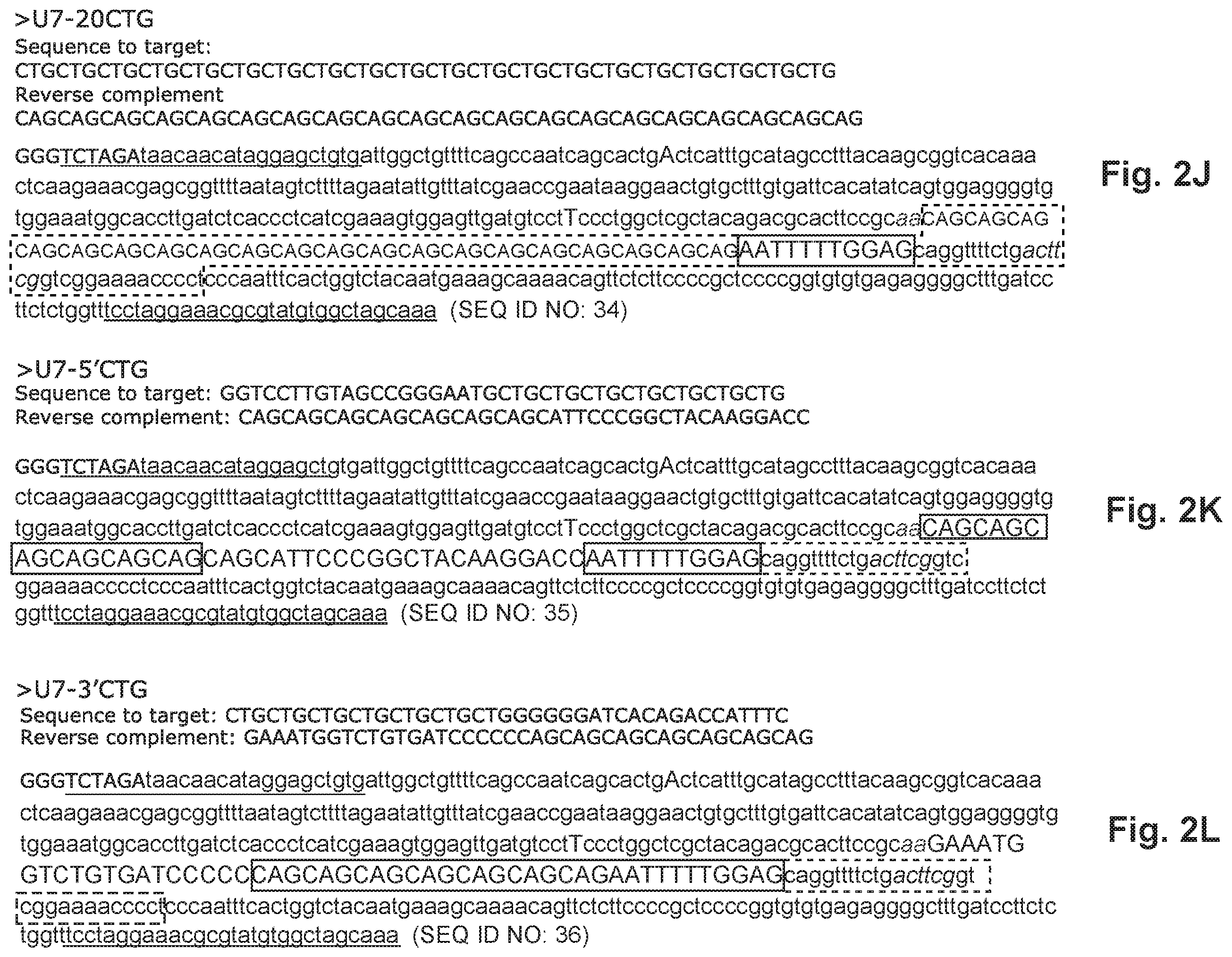 Patent US12492402 Figure 9 – Recombinant virus products and methods for inhibiting expression of dystrophia myotonica protein kinase and/or interfering with a trinucleotide repeat expansion in the 3′ untranslated region of the DMPK gene