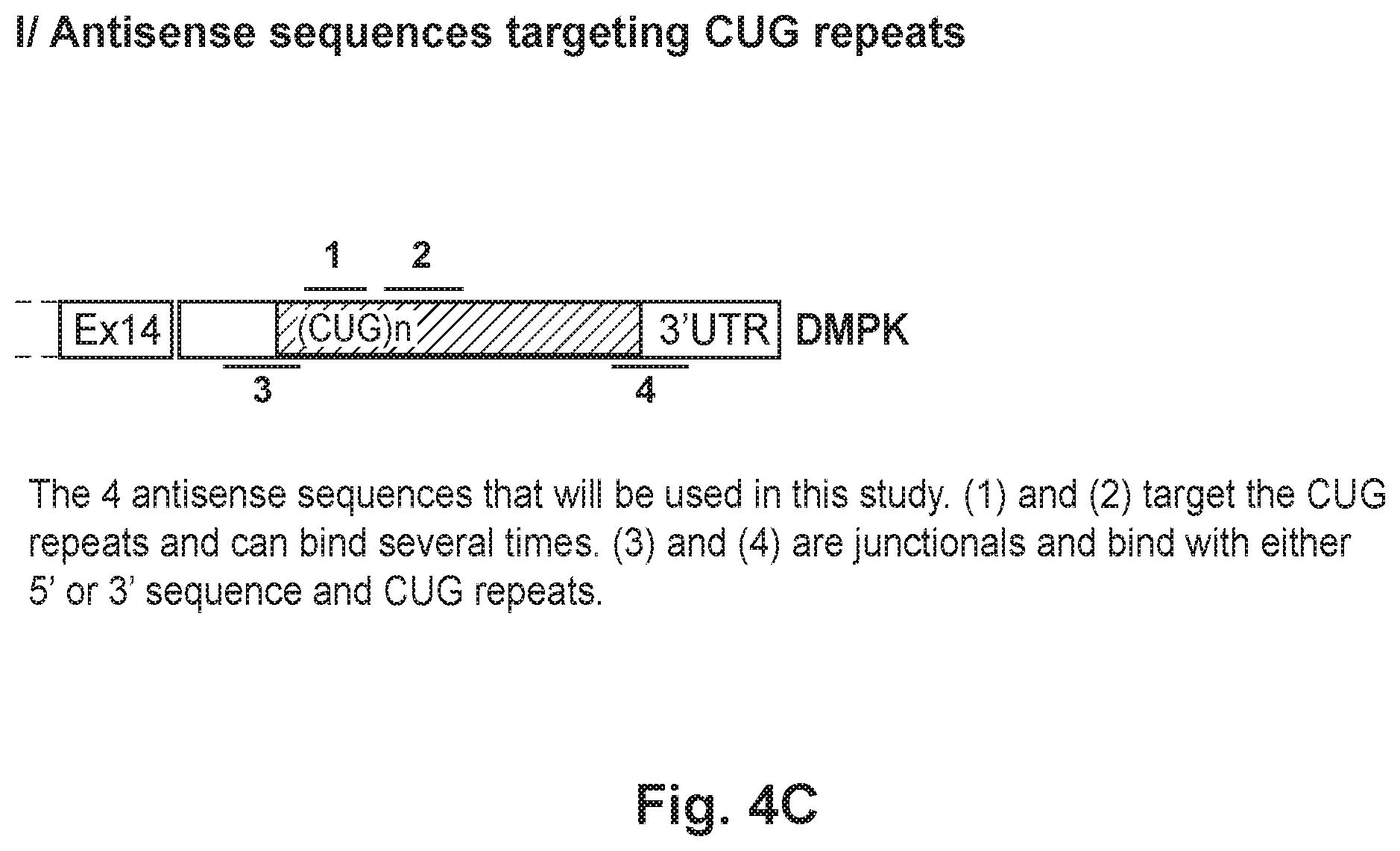 Patent US12492402 Figure 13 – Recombinant virus products and methods for inhibiting expression of dystrophia myotonica protein kinase and/or interfering with a trinucleotide repeat expansion in the 3′ untranslated region of the DMPK gene