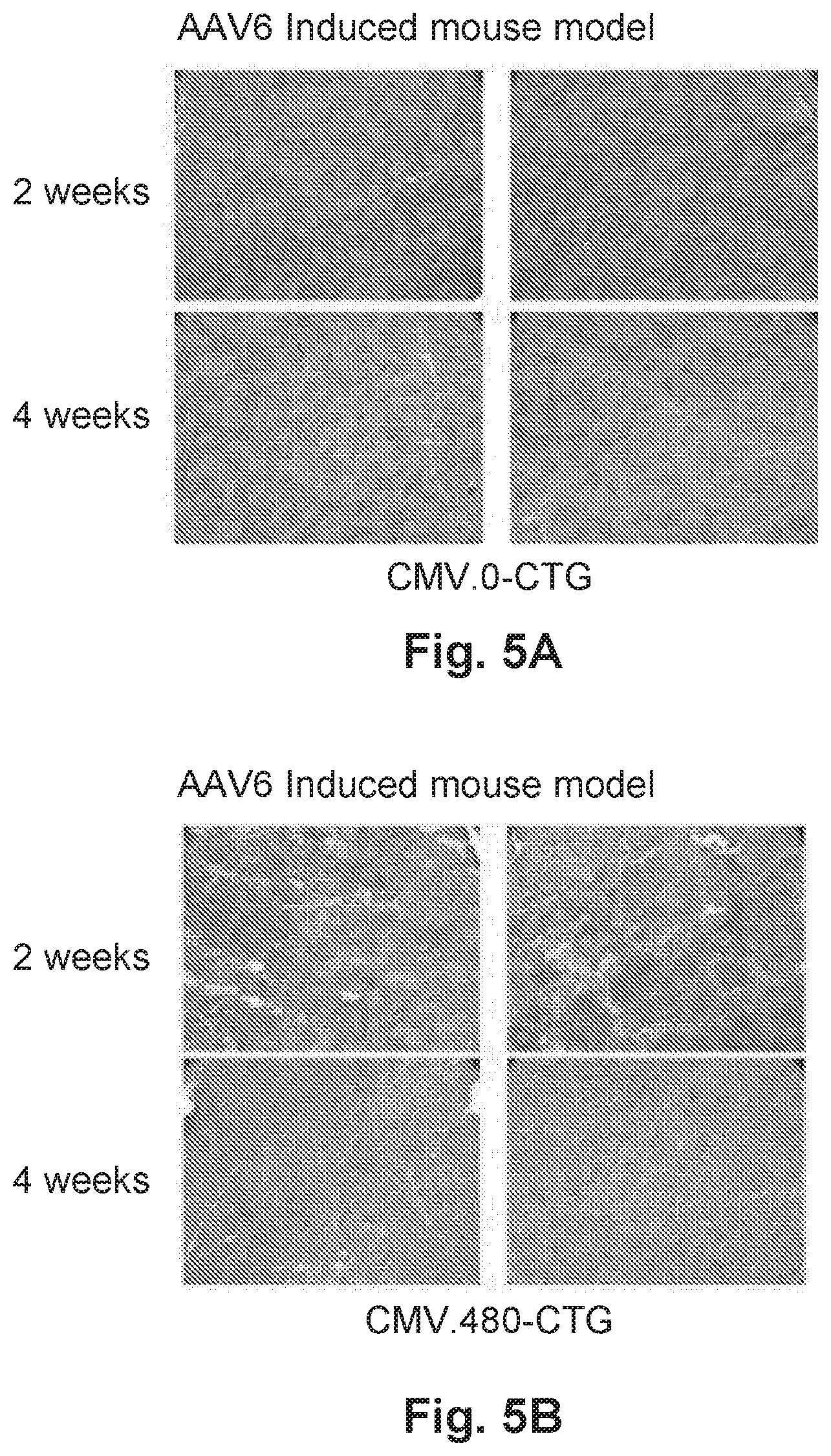 Patent US12492402 Figure 14 – Recombinant virus products and methods for inhibiting expression of dystrophia myotonica protein kinase and/or interfering with a trinucleotide repeat expansion in the 3′ untranslated region of the DMPK gene