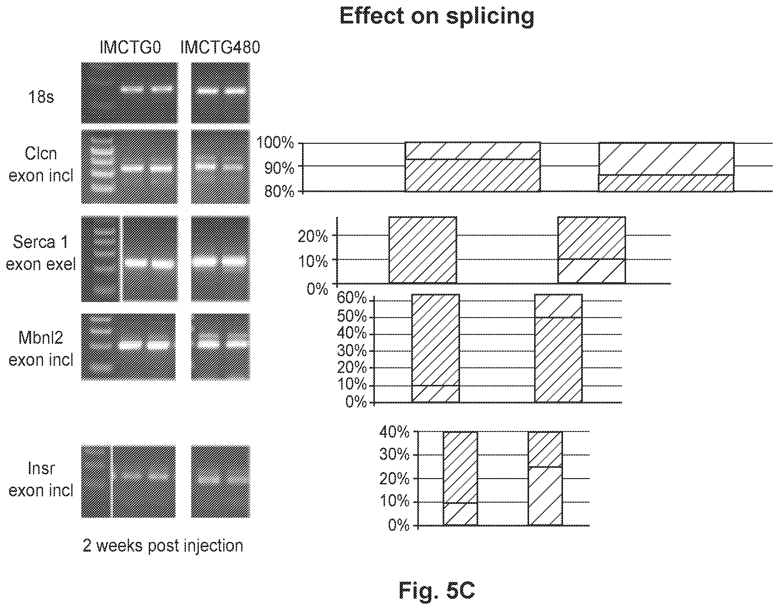 Patent US12492402 Figure 15 – Recombinant virus products and methods for inhibiting expression of dystrophia myotonica protein kinase and/or interfering with a trinucleotide repeat expansion in the 3′ untranslated region of the DMPK gene