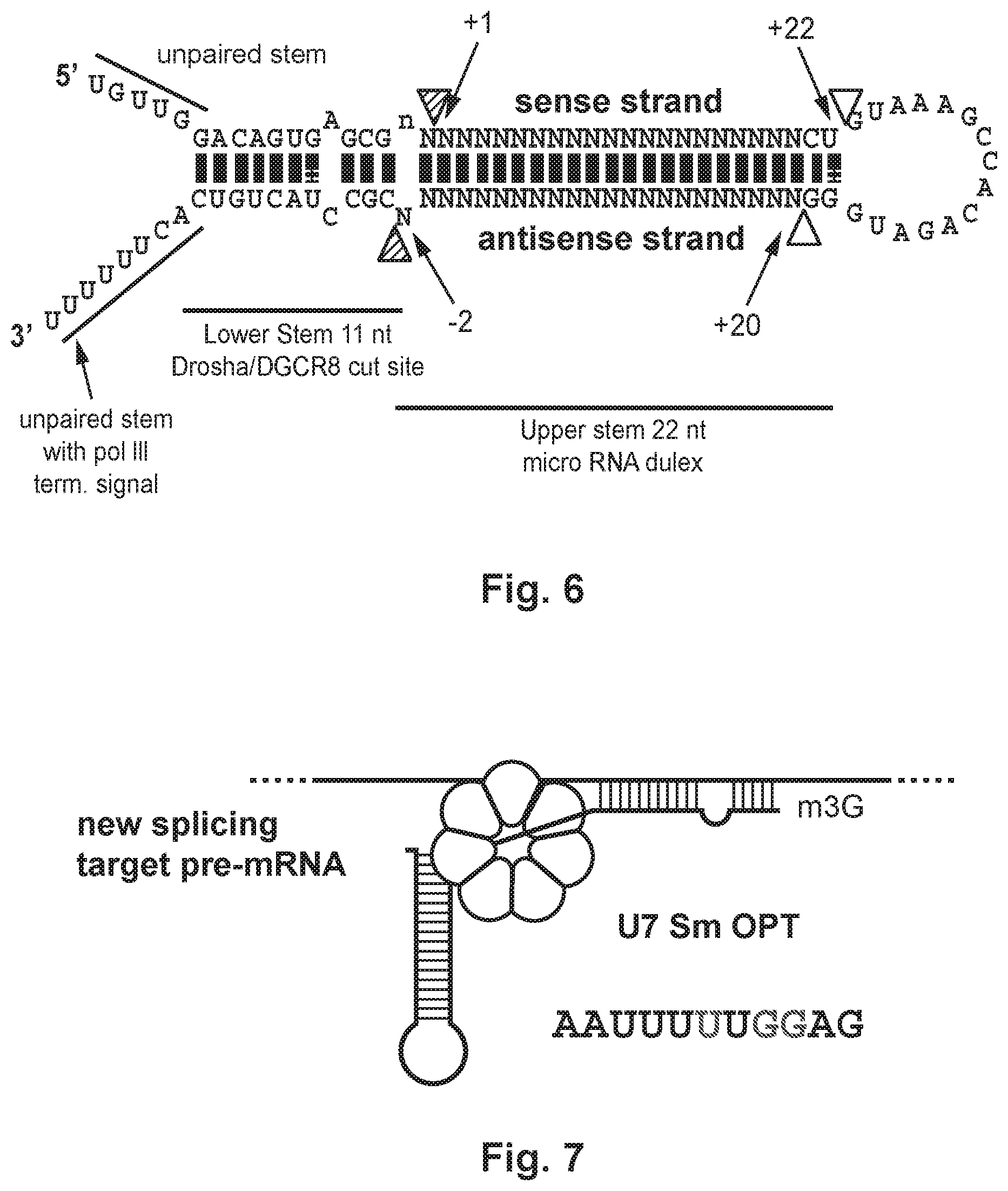 Patent US12492402 Figure 16 – Recombinant virus products and methods for inhibiting expression of dystrophia myotonica protein kinase and/or interfering with a trinucleotide repeat expansion in the 3′ untranslated region of the DMPK gene