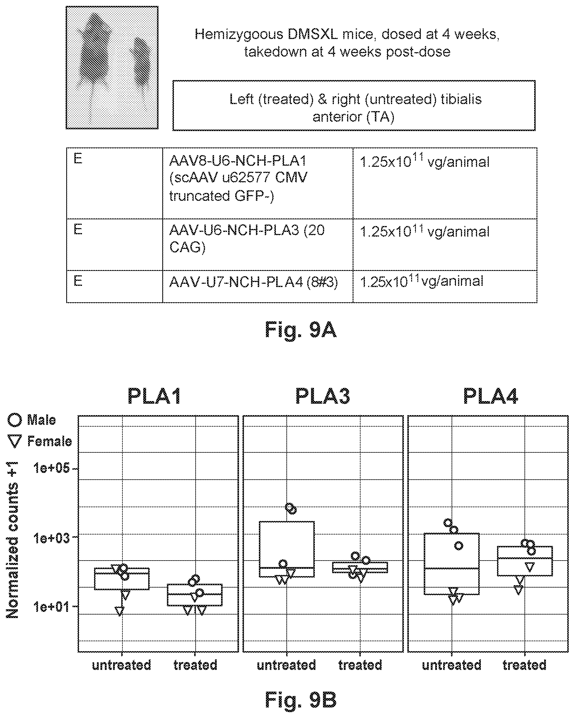 Patent US12492402 Figure 18 – Recombinant virus products and methods for inhibiting expression of dystrophia myotonica protein kinase and/or interfering with a trinucleotide repeat expansion in the 3′ untranslated region of the DMPK gene