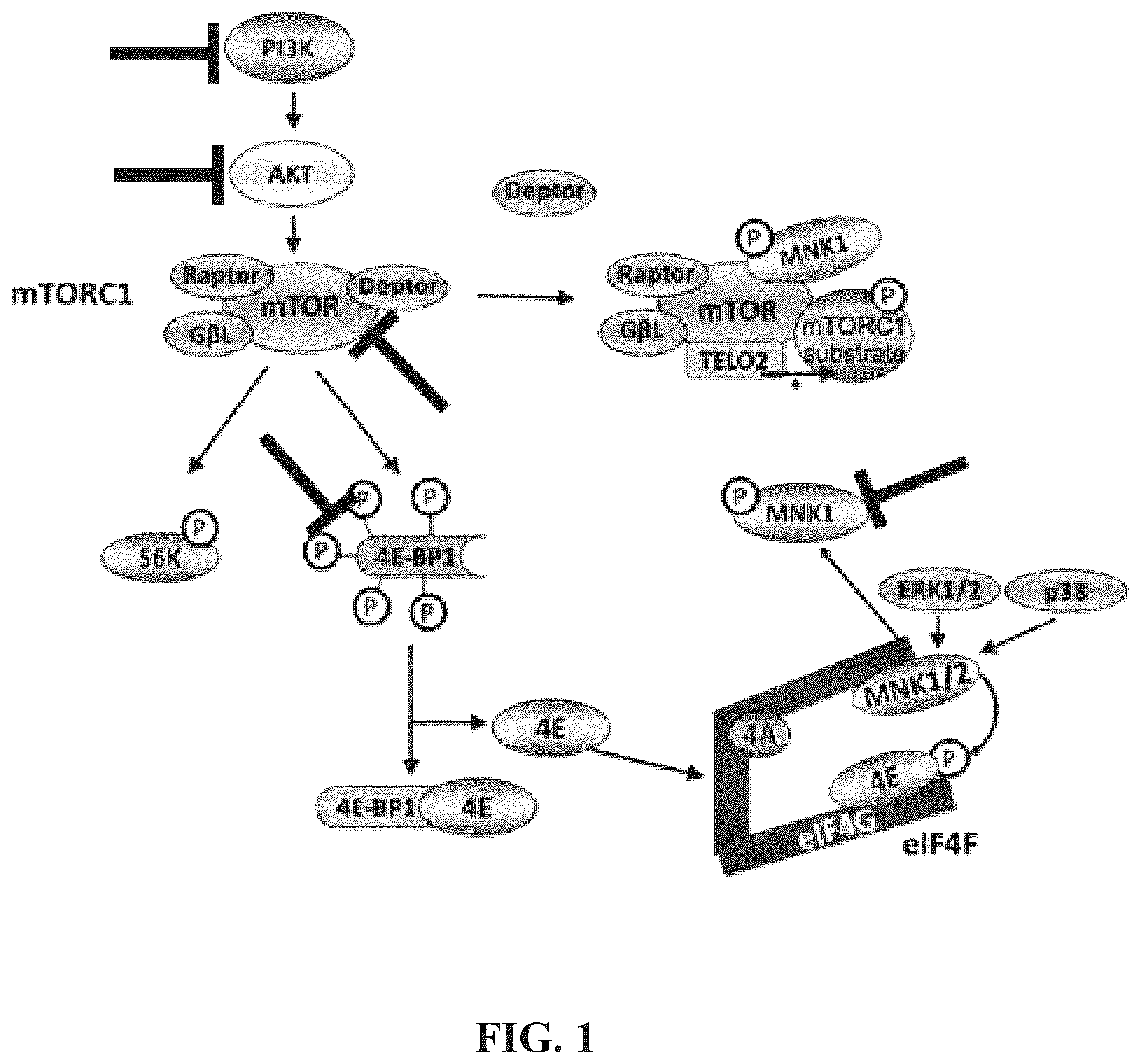 Patent US12492403 Figure 1 – Aptamers and the use thereof in the treatment of cancer